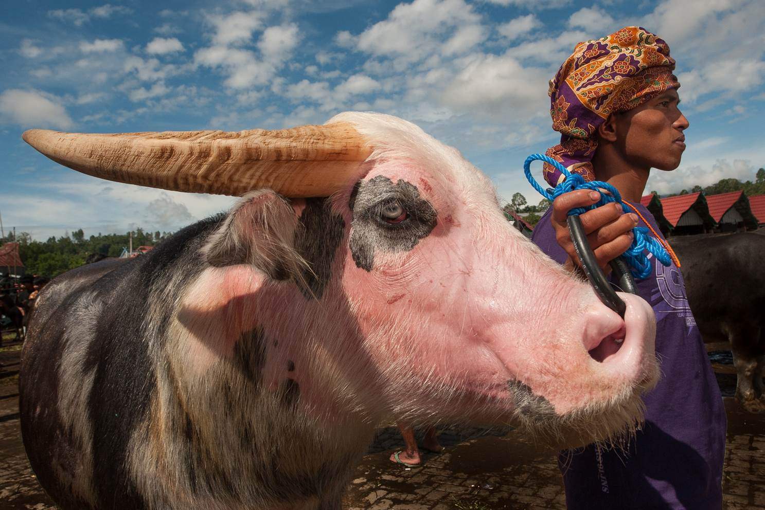 Witte waterbuffel in het Toraja Hoogland