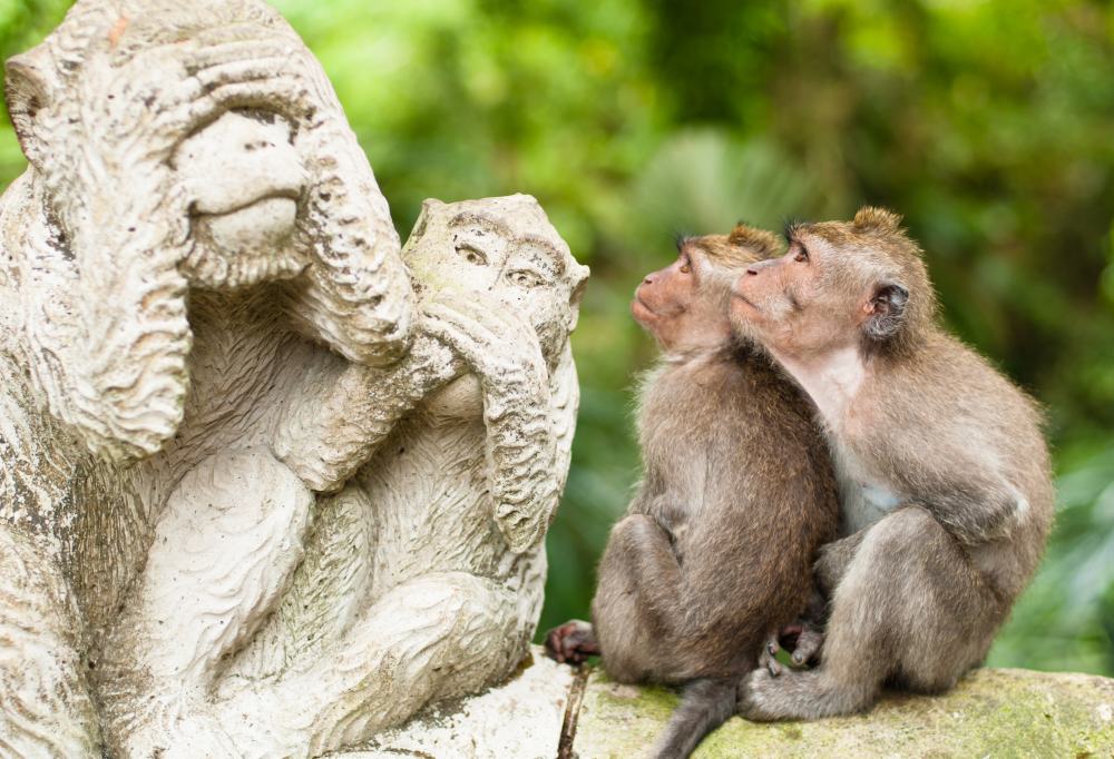 Bali's dieren, natuur en stranden