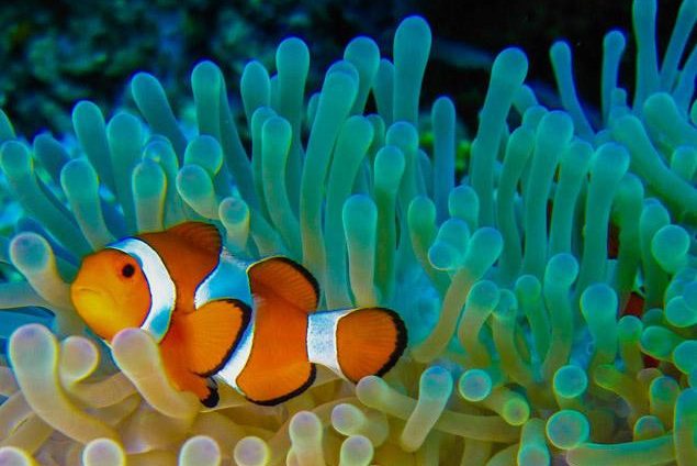 Bali snorkelen en nemo clown vis spotten