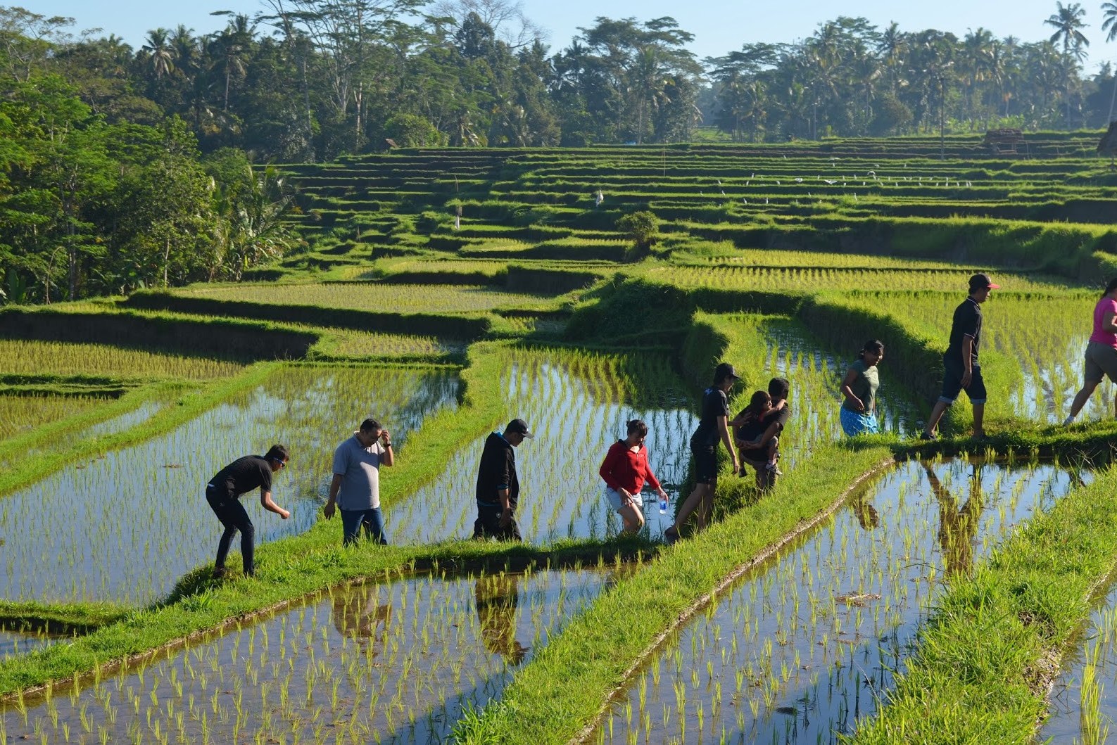 Wandelen in de rijstvelden rondom Ubud