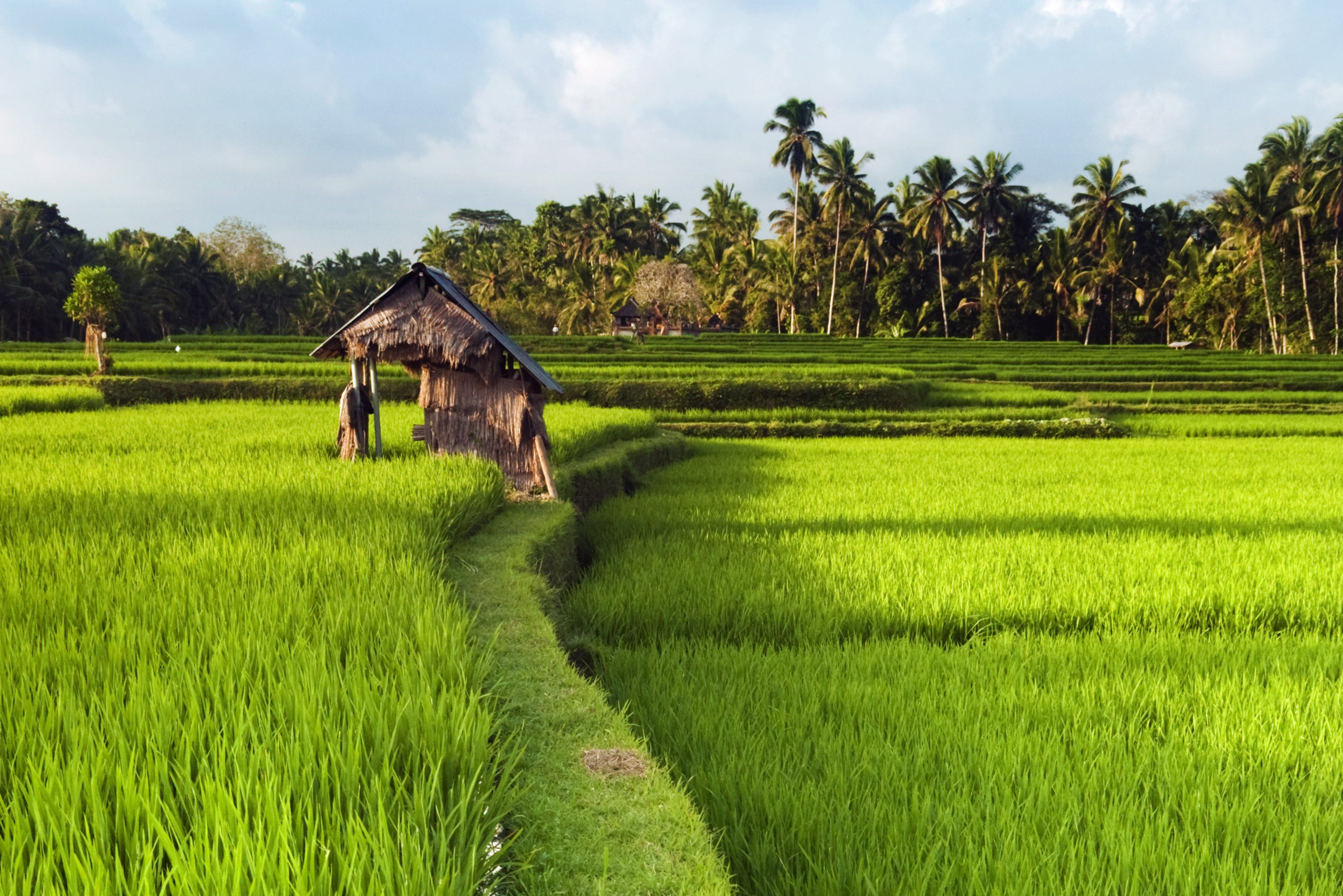 Rijstvelden rondom Ubud