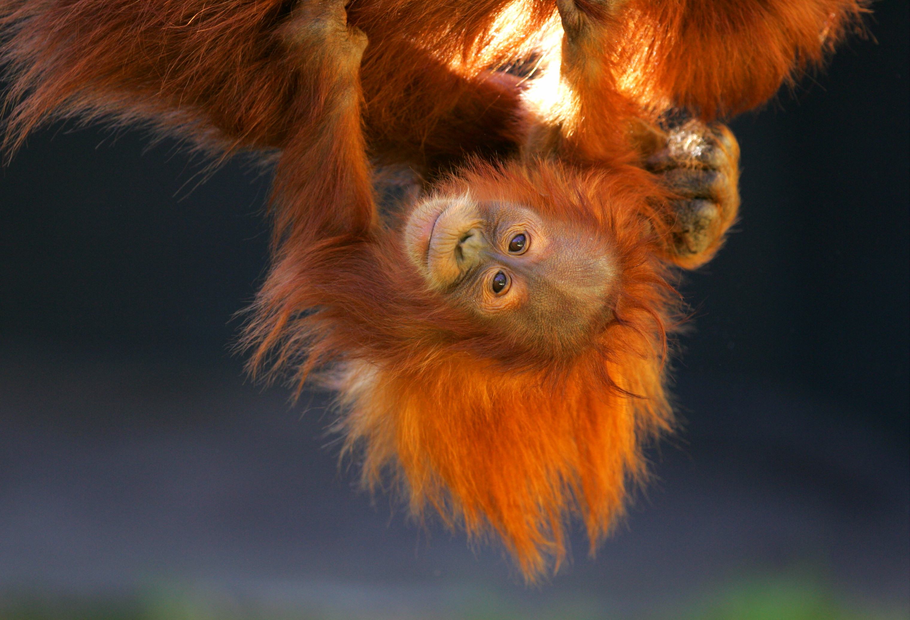 Nieuwsgierige orang-oetan baby op Sumatra