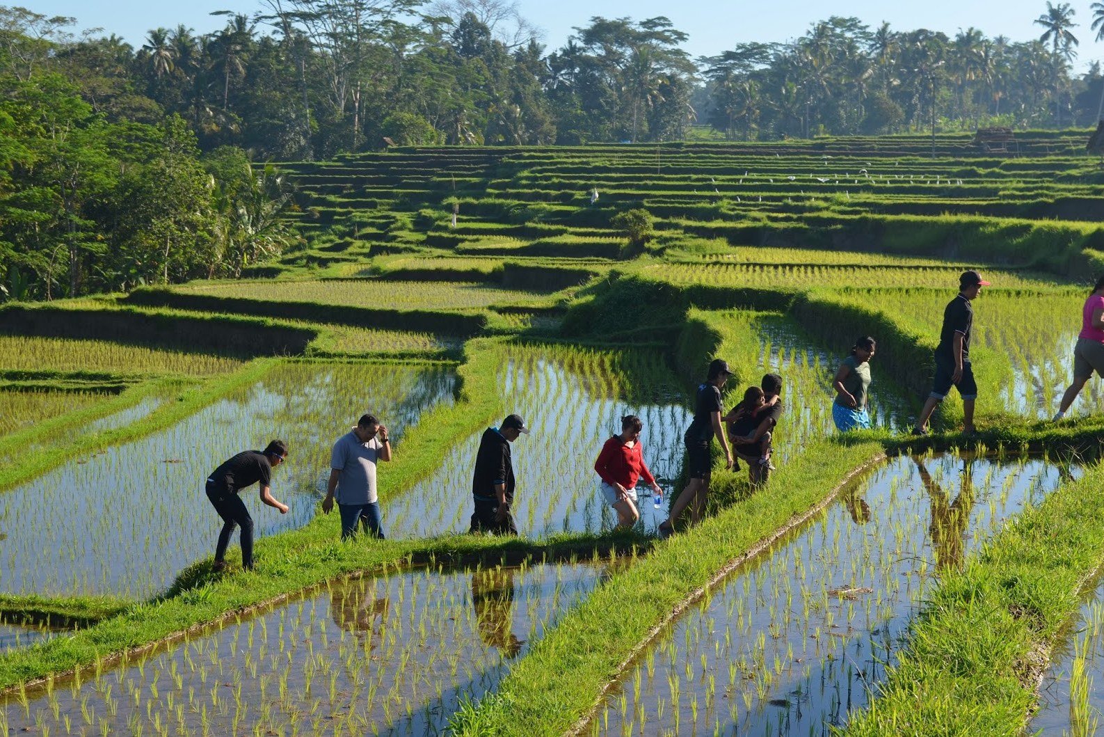 Wandelen in de rijstvelden rondom Ubud
