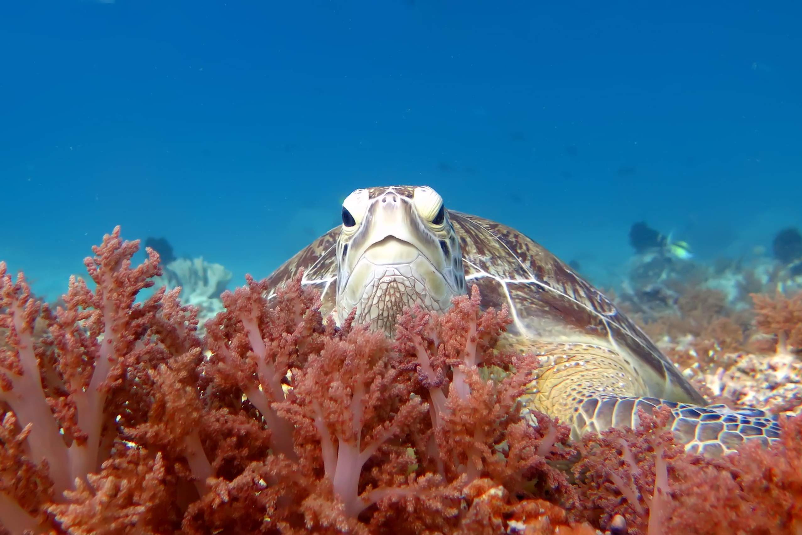 Zeeschildpad bij Gili Eilanden Indonesie