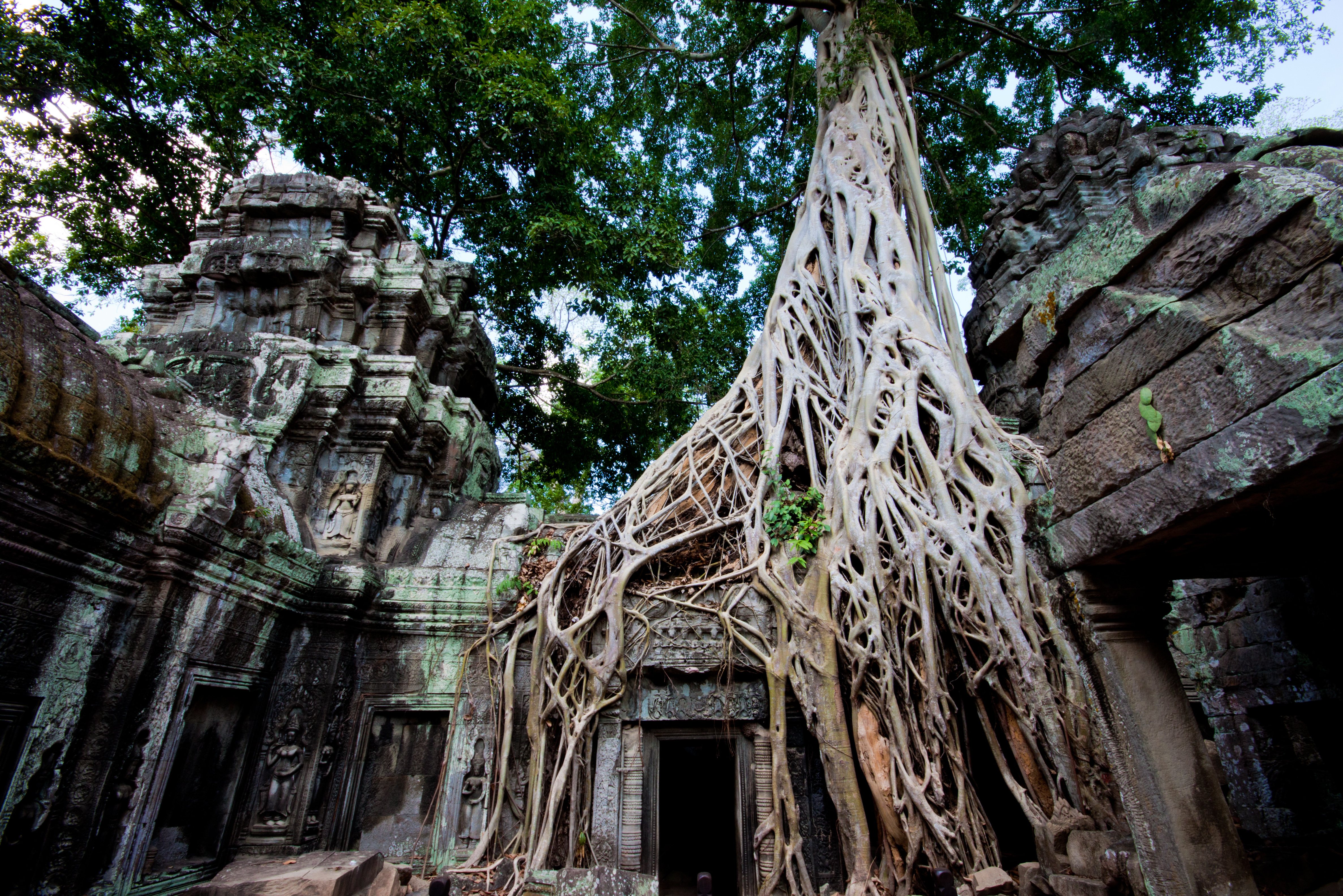 Ta Prohm in het Angkor tempelcomplex, Cambodja