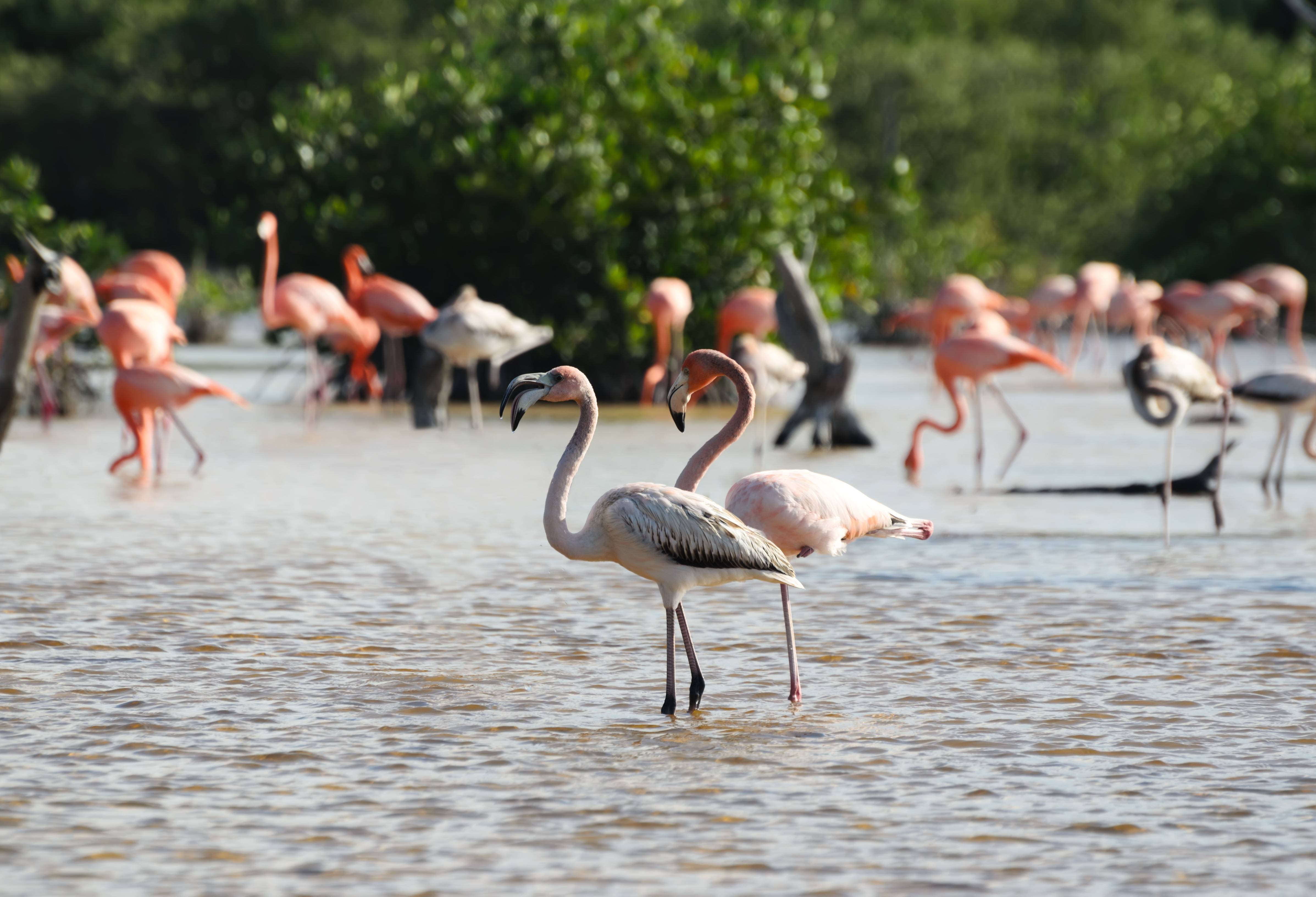 Flamingo's Celestun Yucatan Mexico