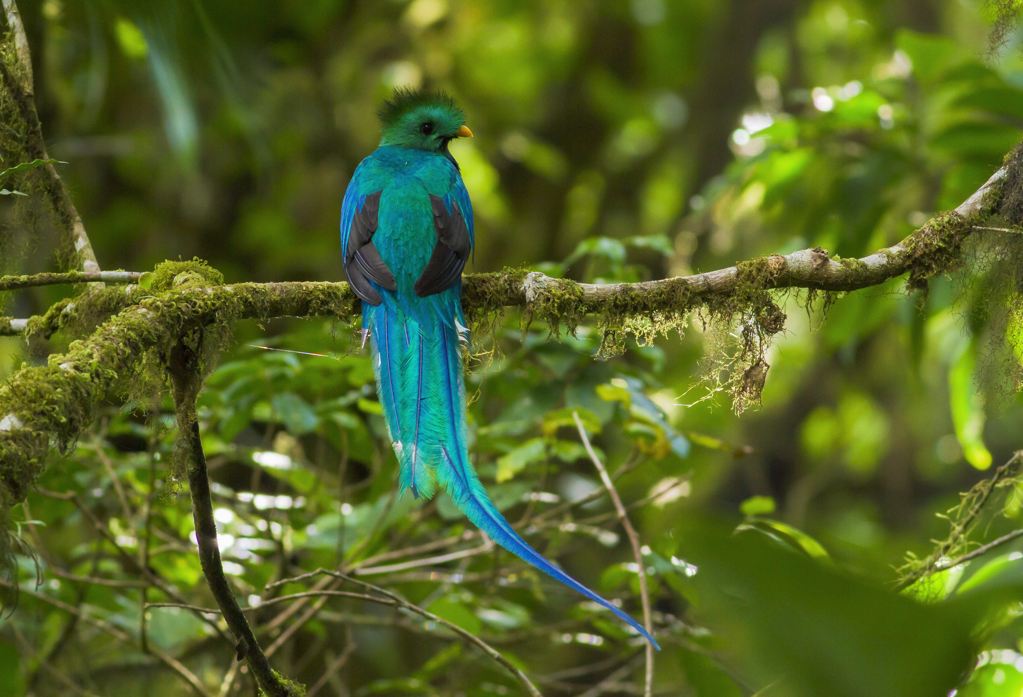Quatzal in San Gerardo de Dota in Costa Rica