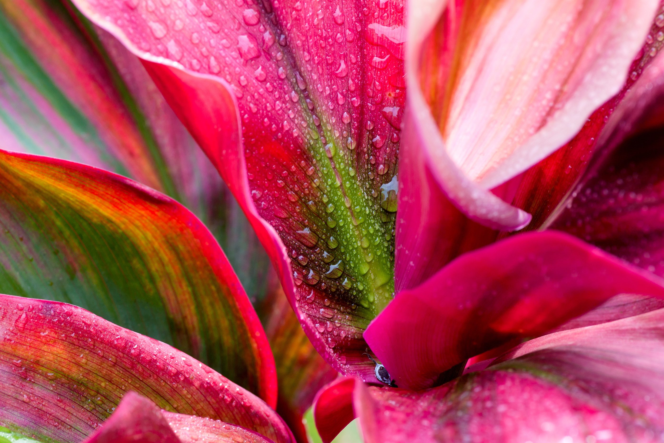 Rode bloem in Costa Rica