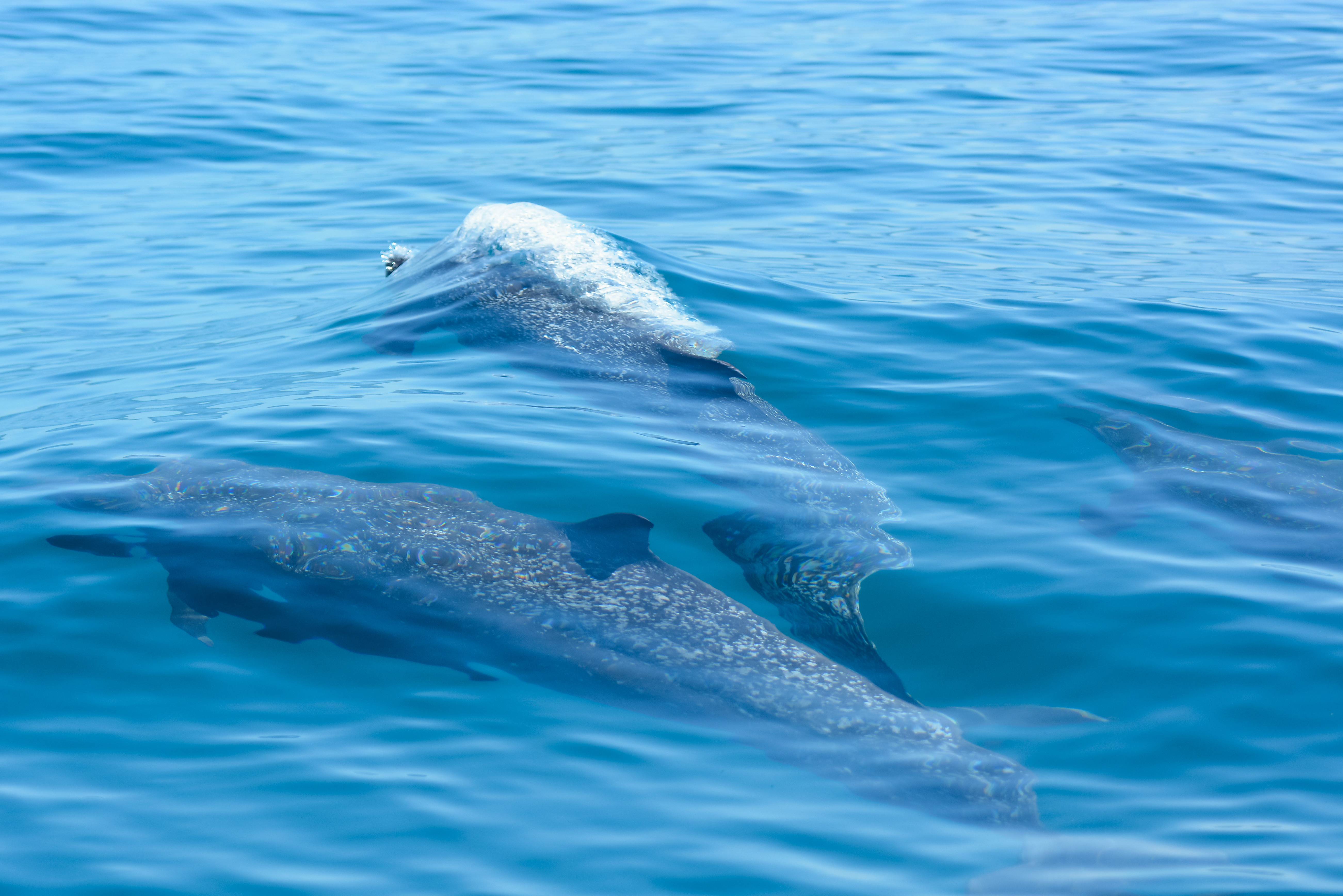 Walvissen bij Samara in Costa Rica