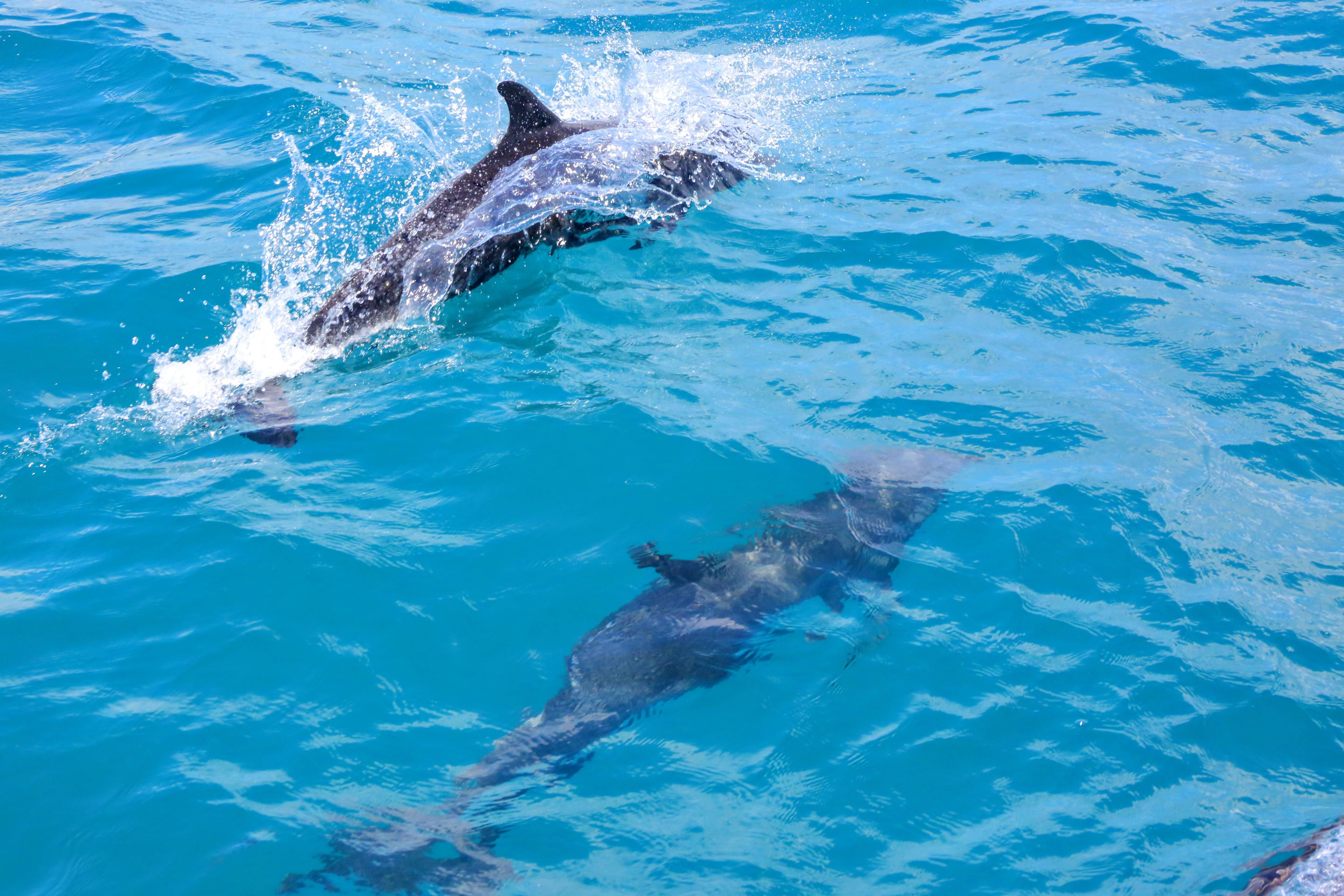 Dolfijnen bij Manuel Antonio in Costa Rica