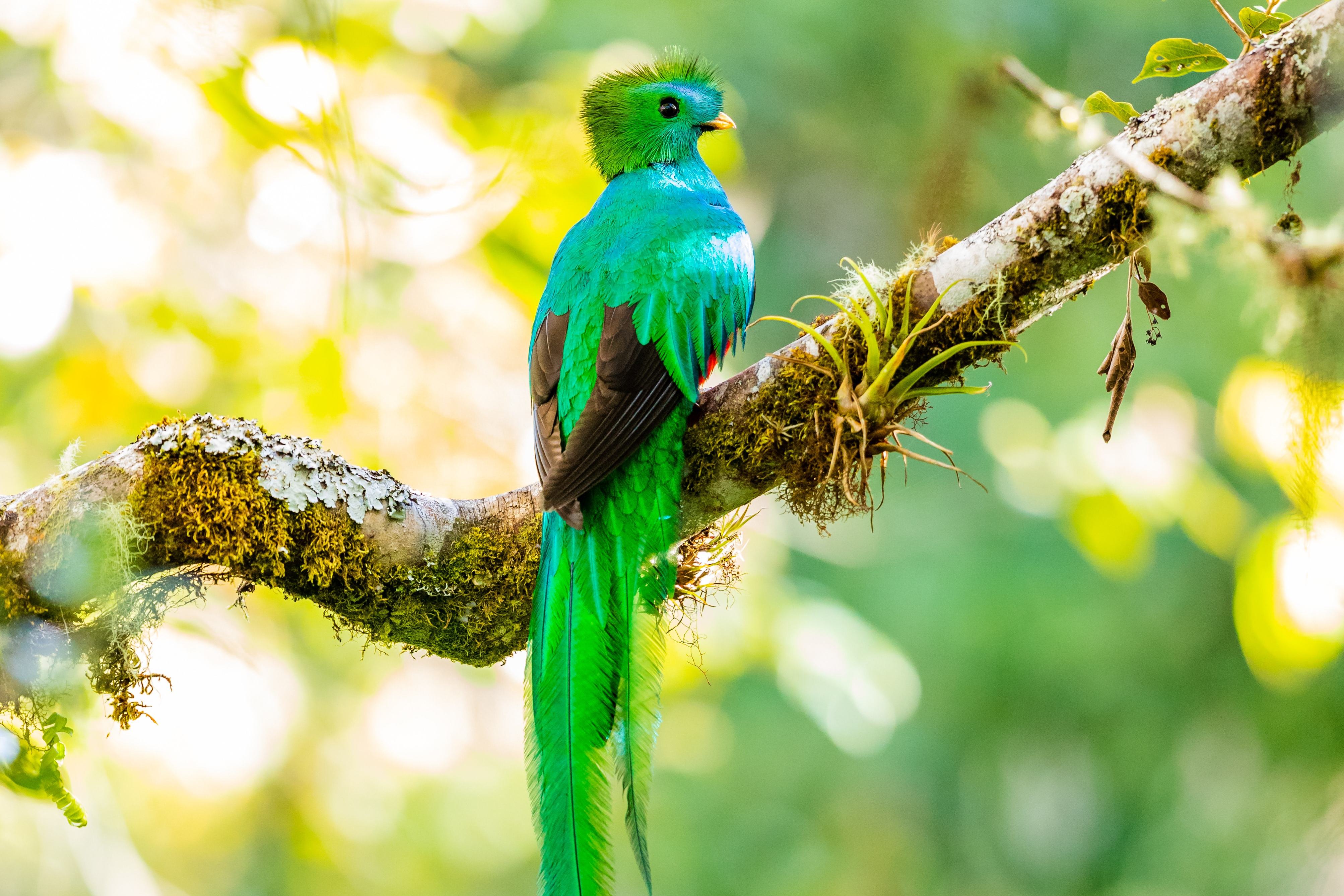 Quatzal tour San Gerardo de Dota