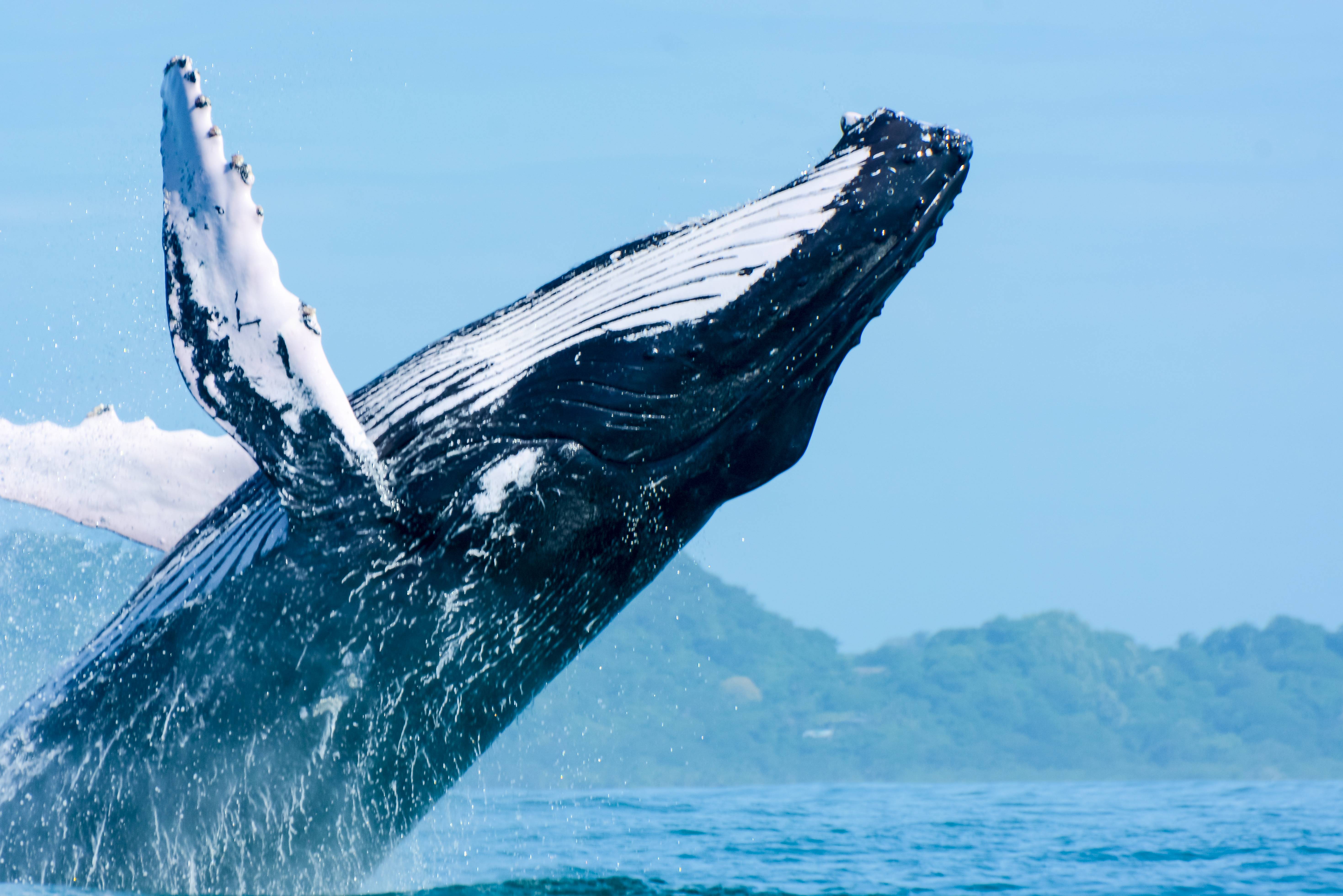 Walvis tijdens boottocht Samara in Costa Rica