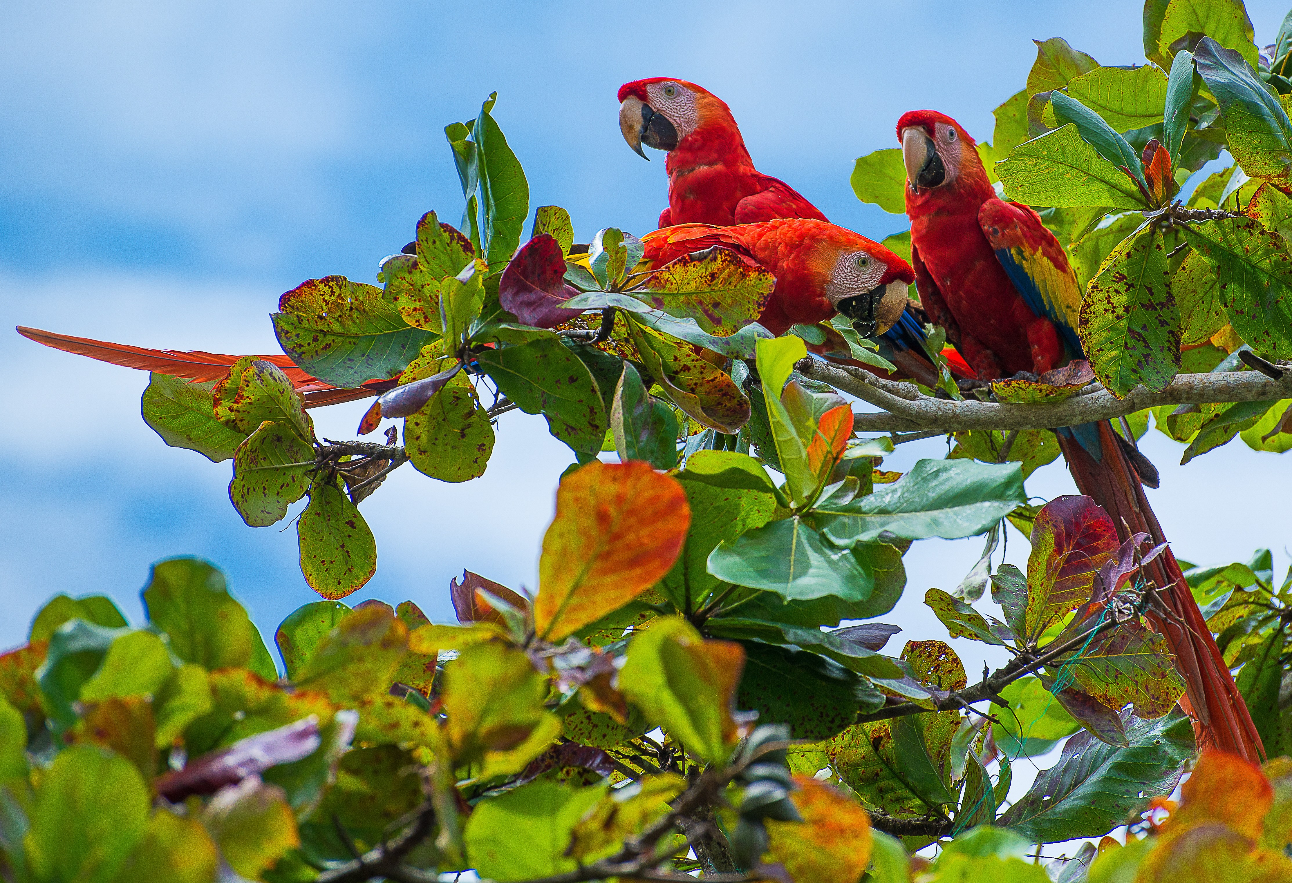 Rode Ara in Carara in Costa Rica