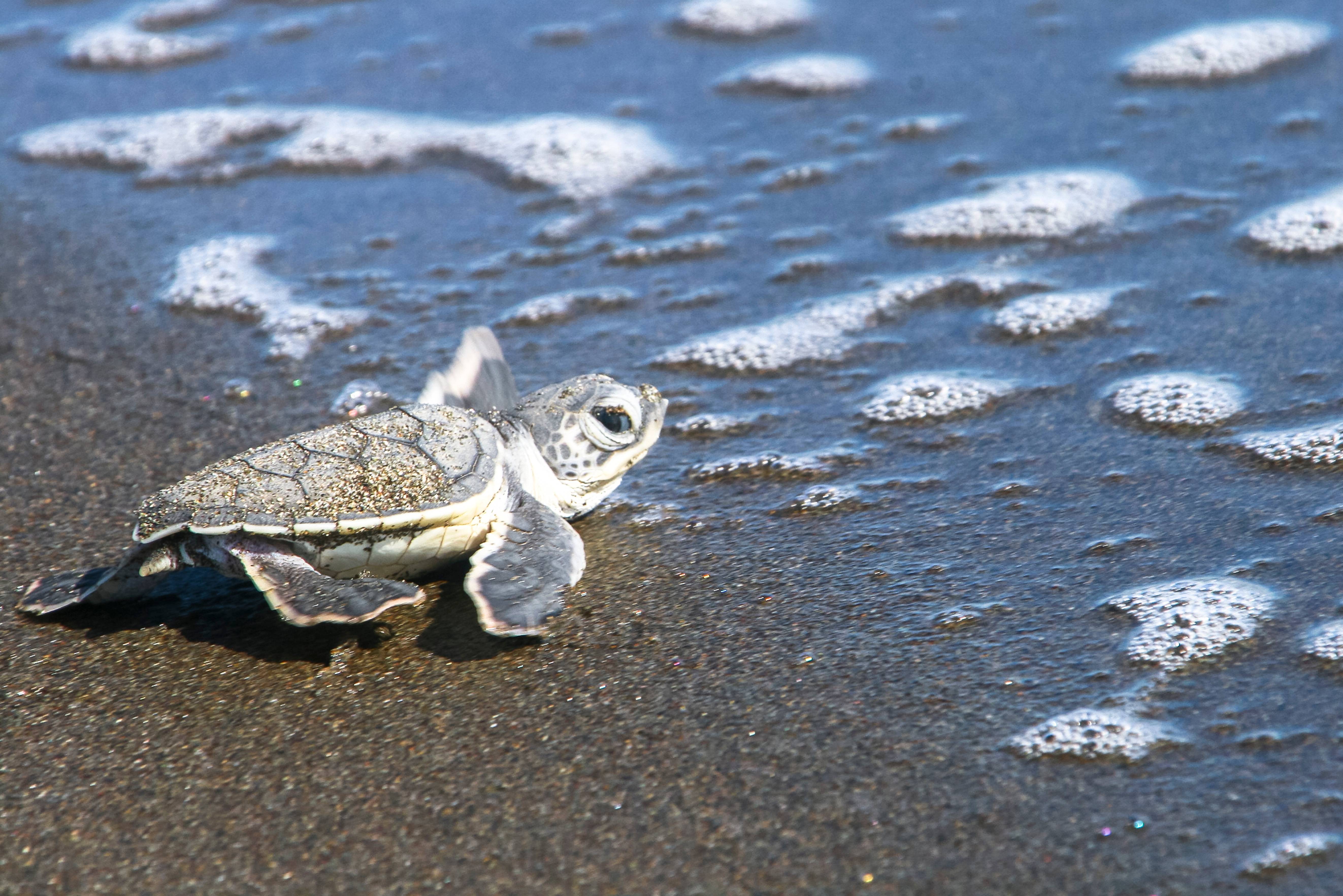 Zeeschildpad Tortuguero NP in Costa Rica