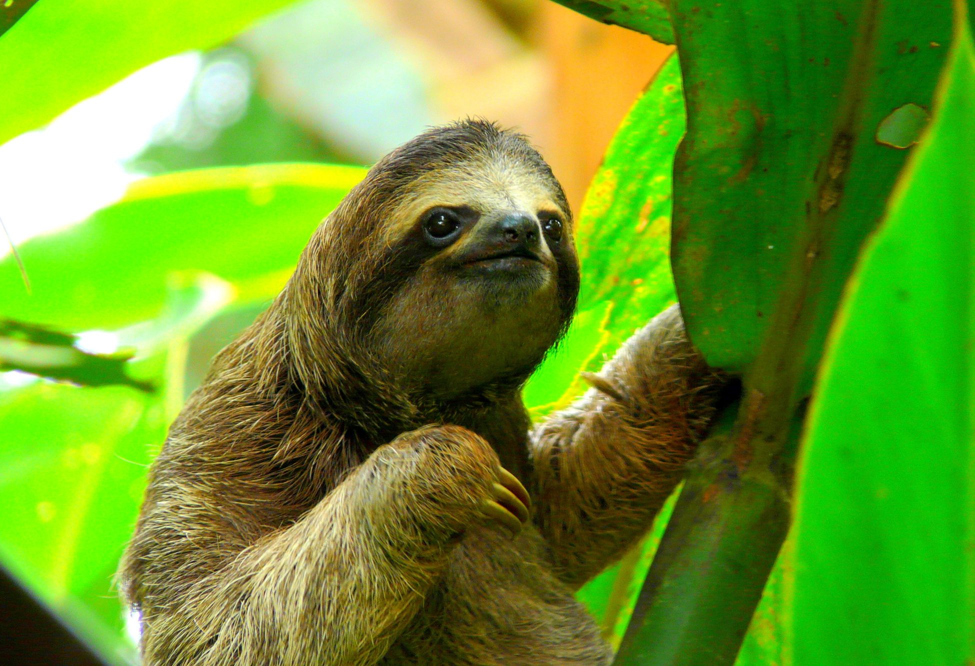 Luiaard in Costa Rica