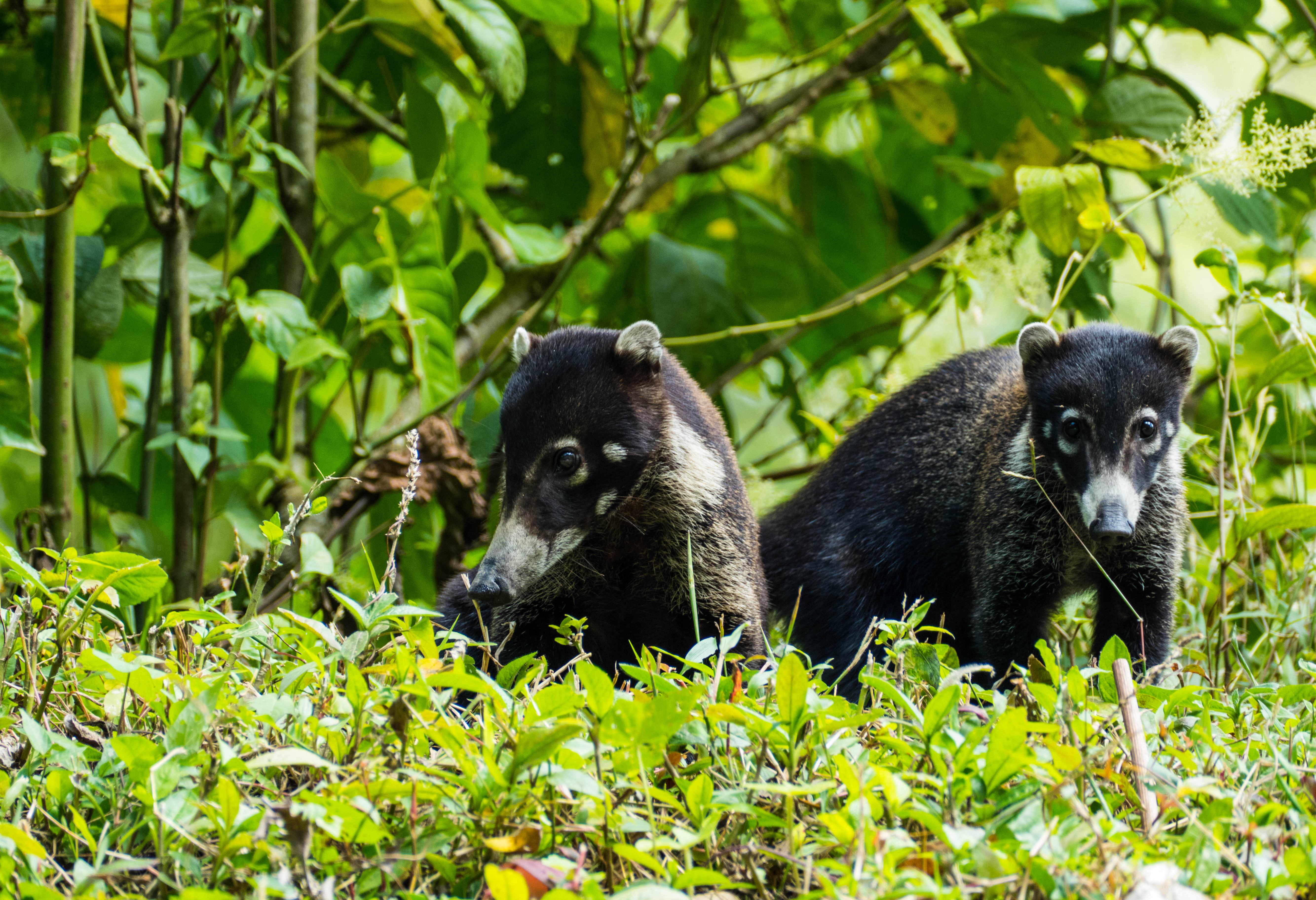 Wasberen bij Manuel Antonio in Costa Rica