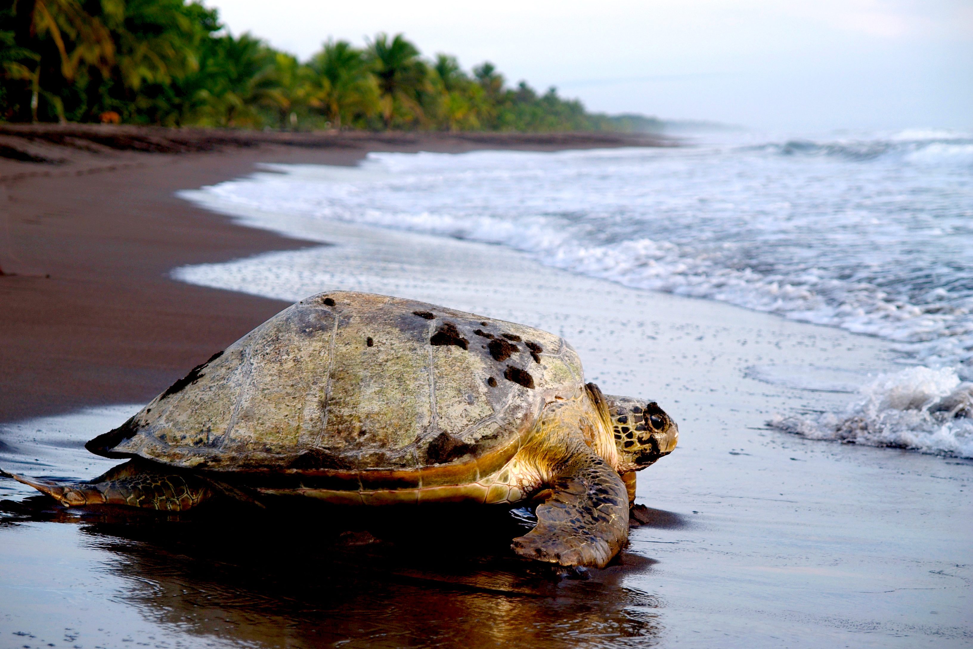 costa-rica-tortuguero-zeeschildpad