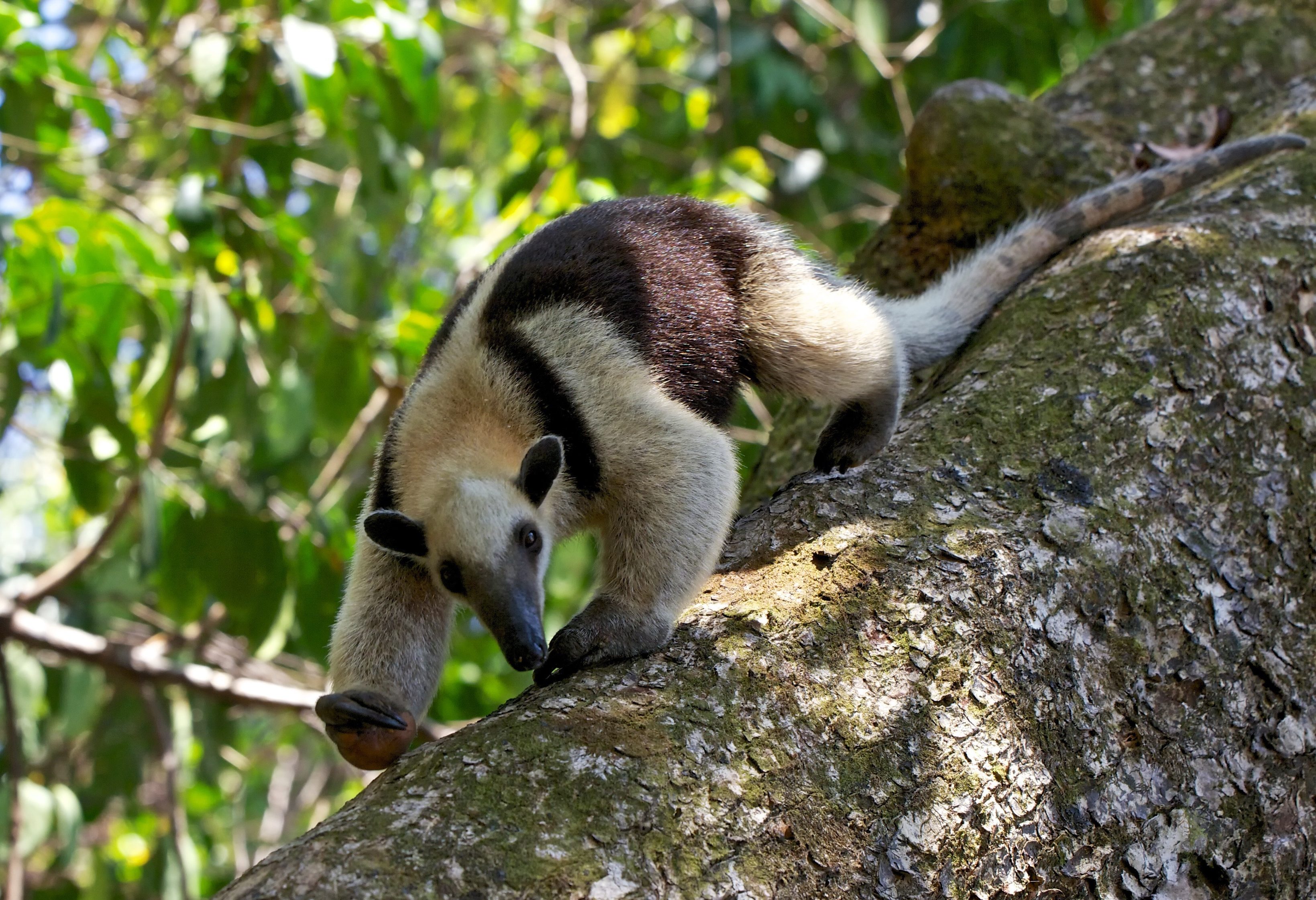 Tamandua in Corcovado in Costa Rica
