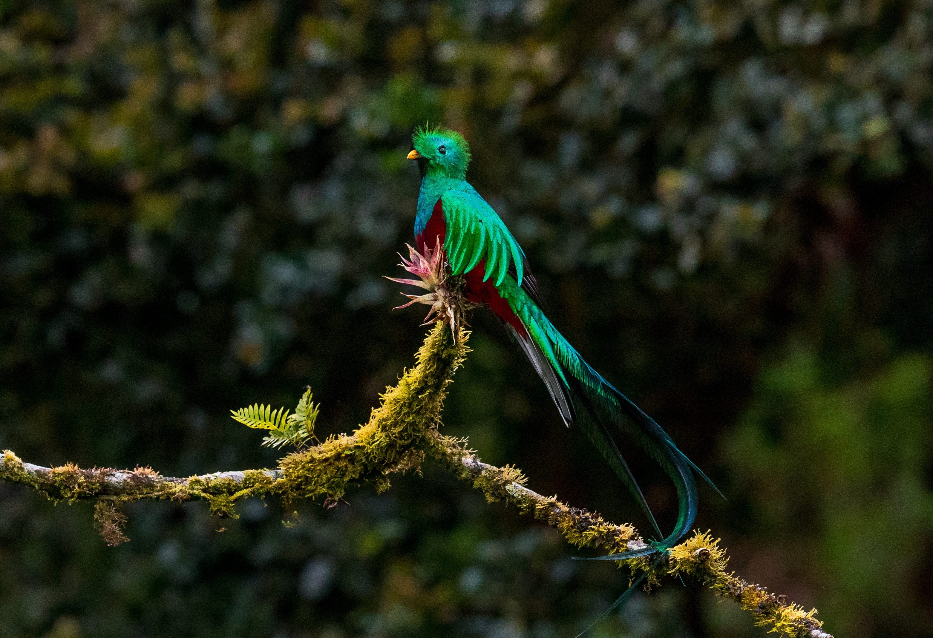 Quatzal in Costa Rica