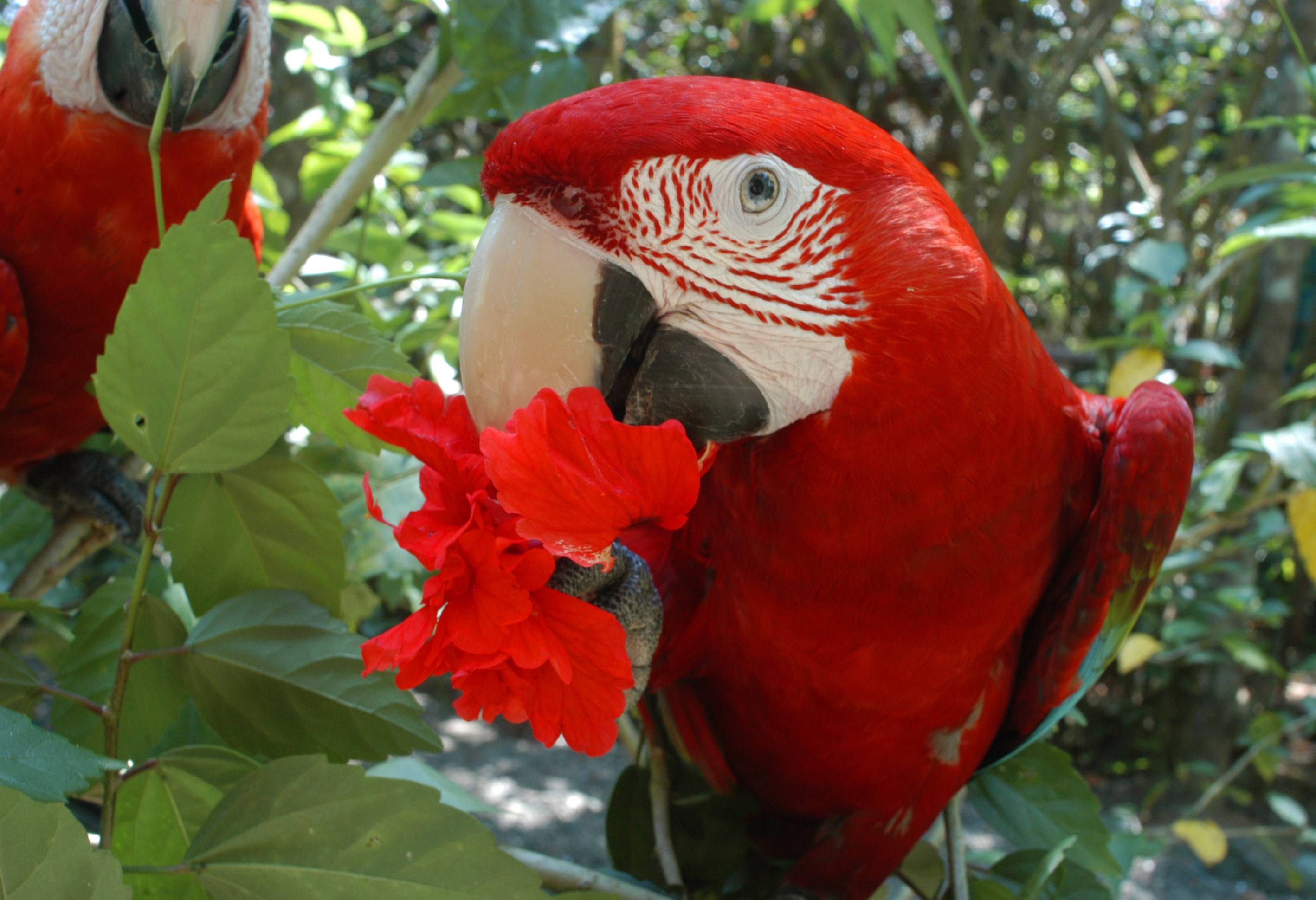 Rode Ara in Carara in Costa Rica
