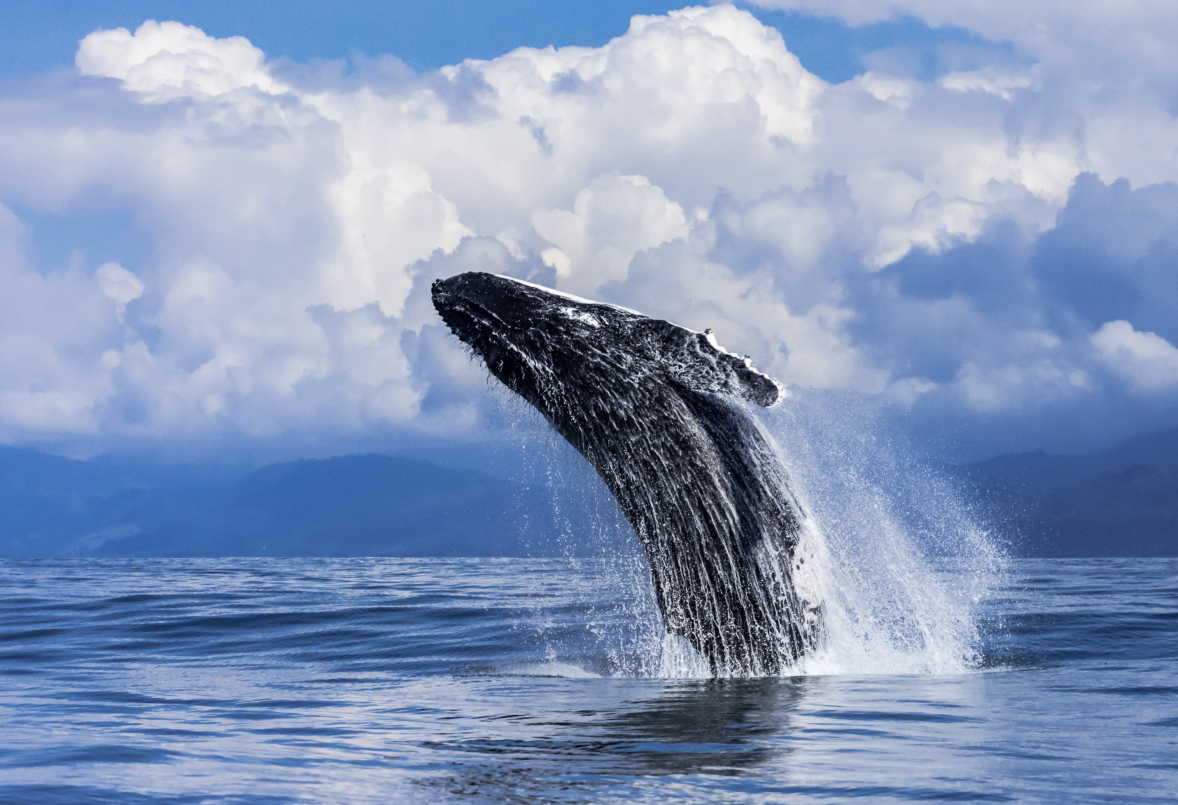 Walvis bij Uvita in Costa Rica