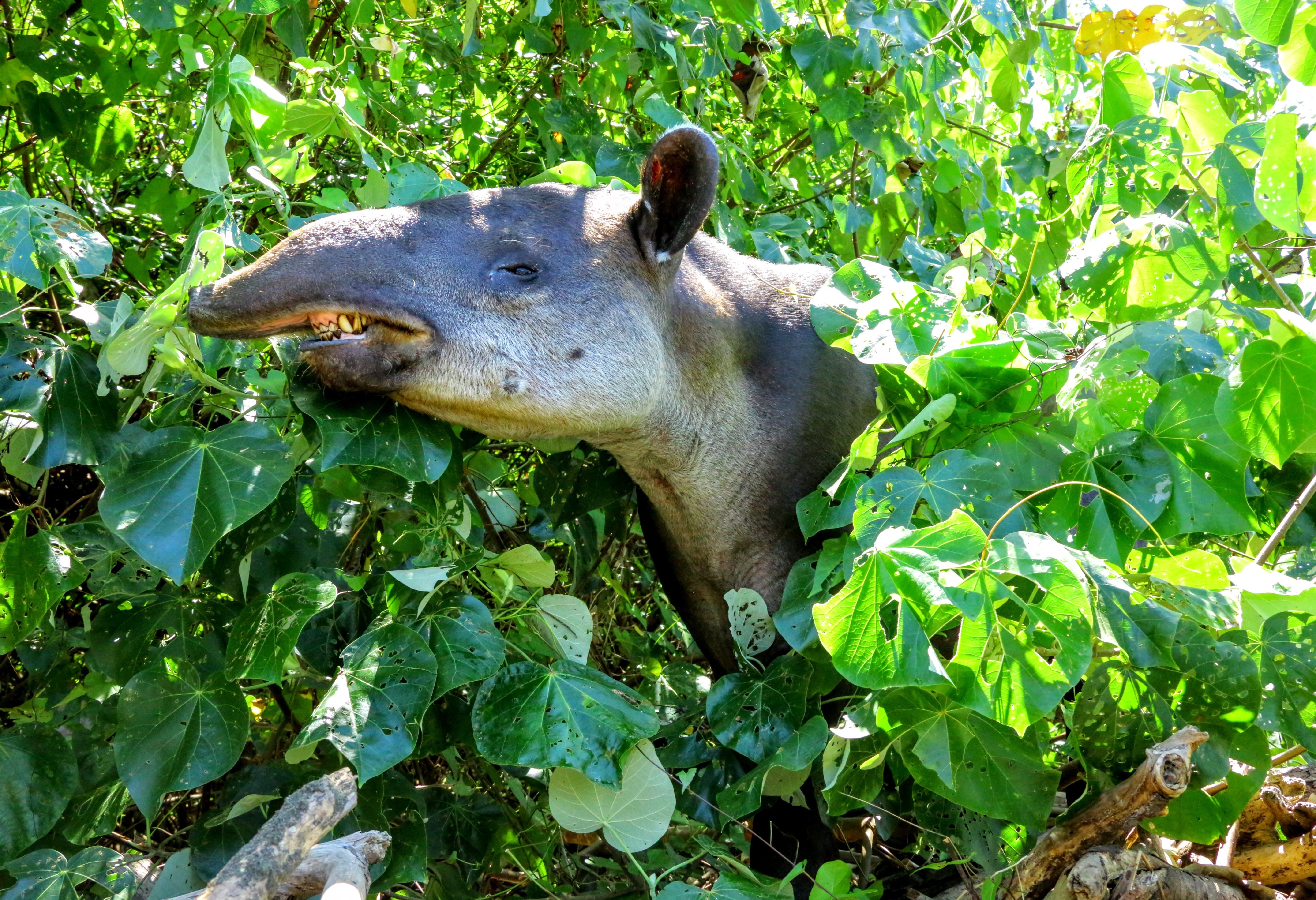 Tapir in Corcovado NP in Costa Rica