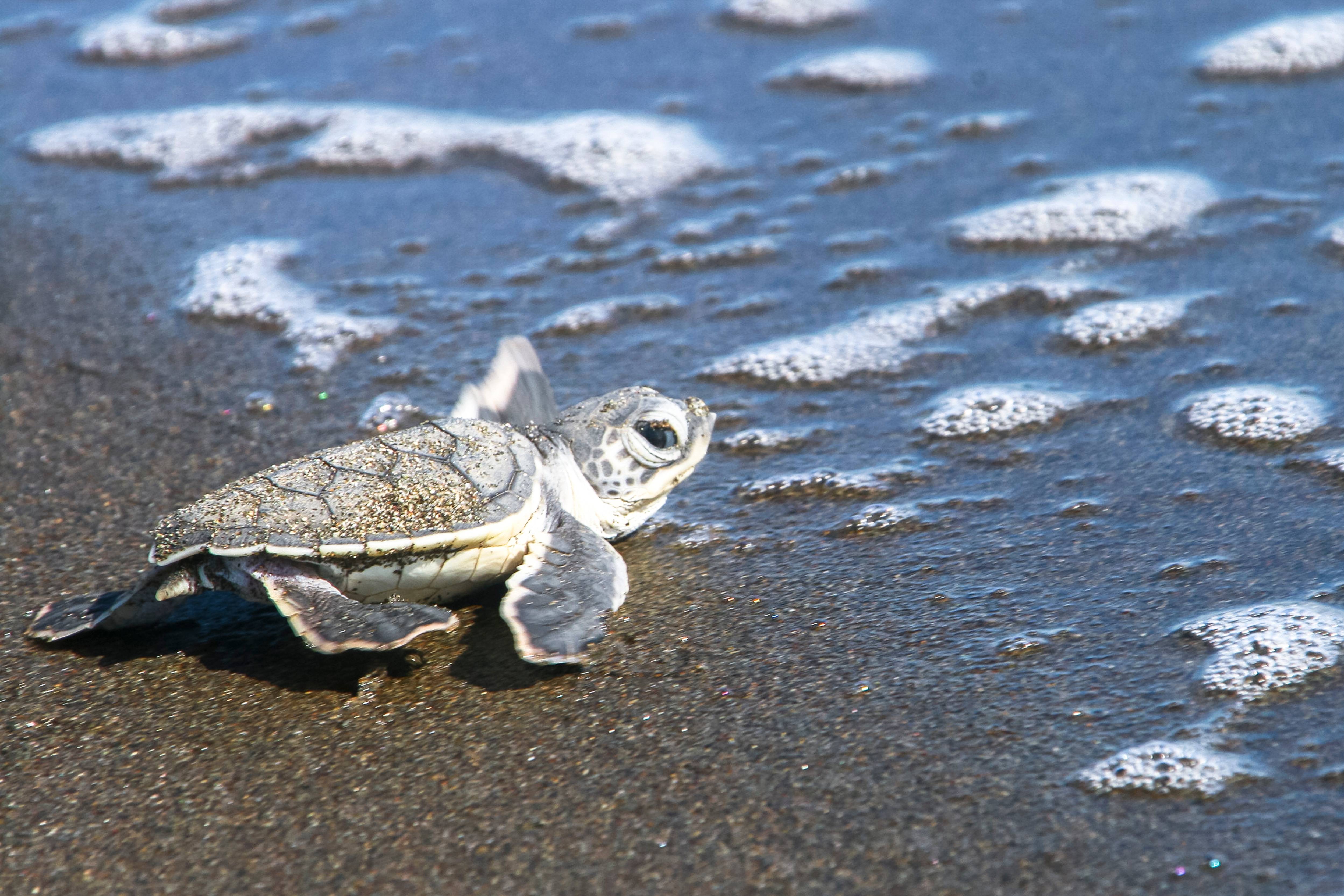 Baby schildpad bij Tortuguero in Costa Rica