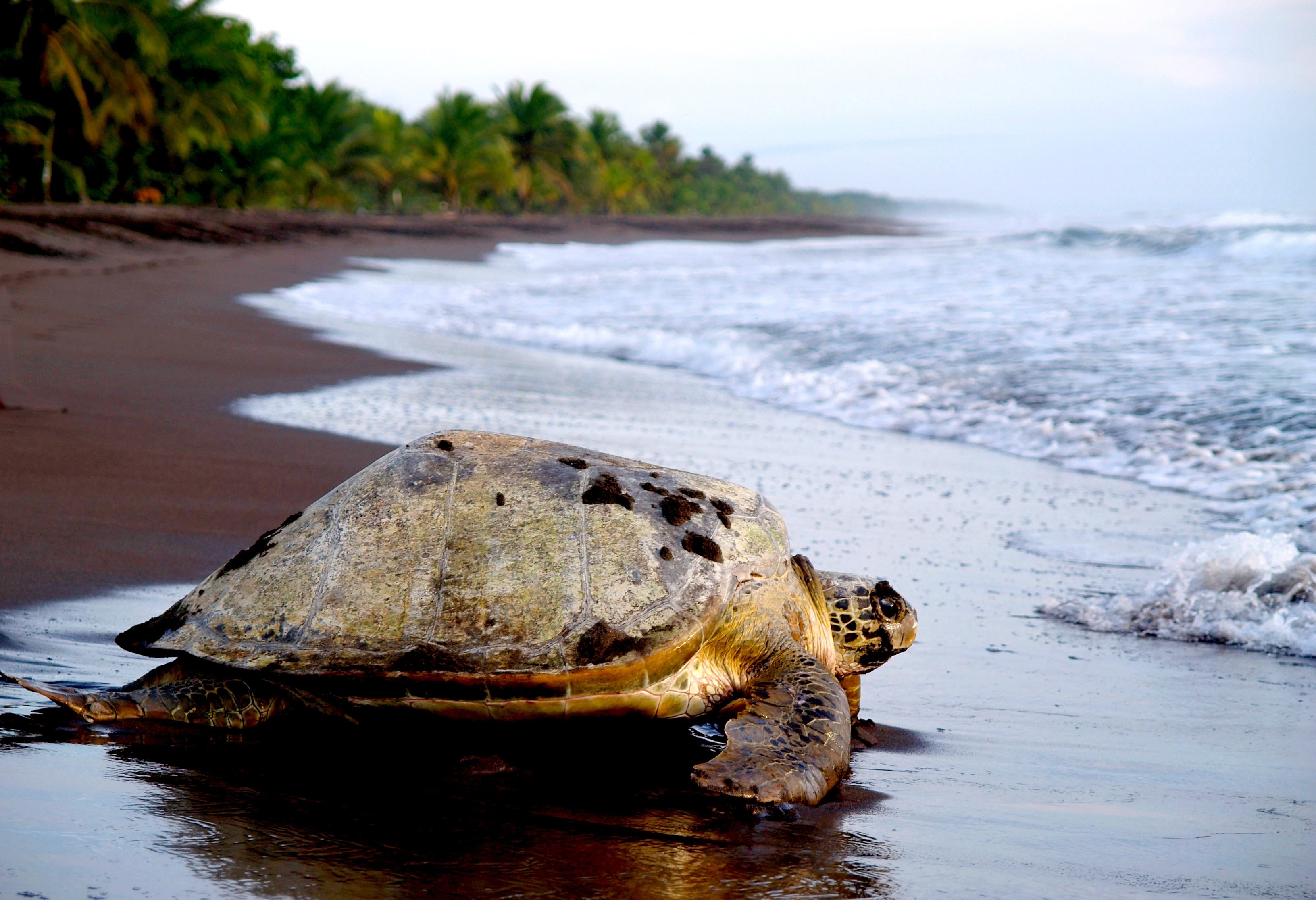 Tortuguero Zeeschildpad in Costa Rica