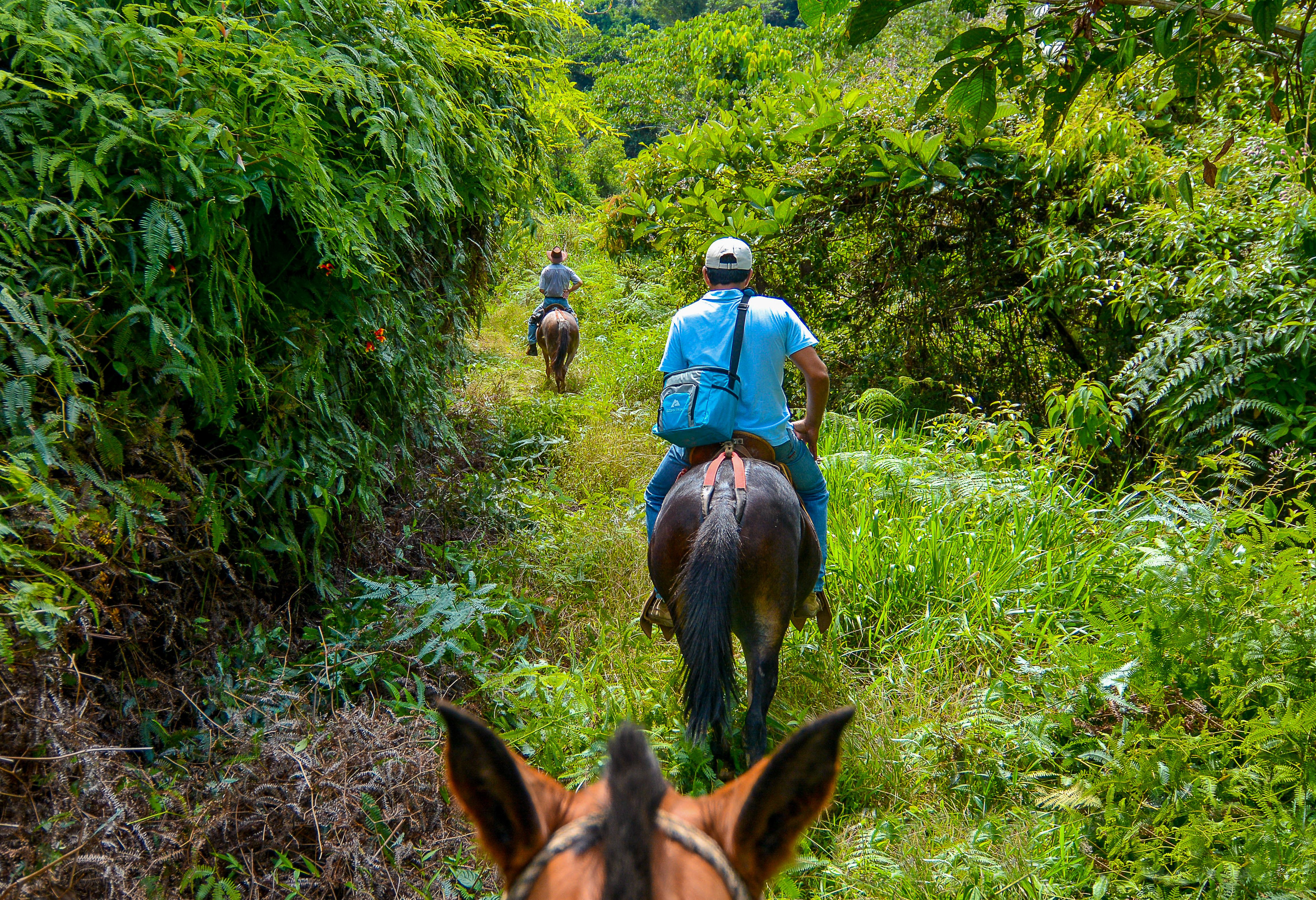 Paardrijden in Costa Rica