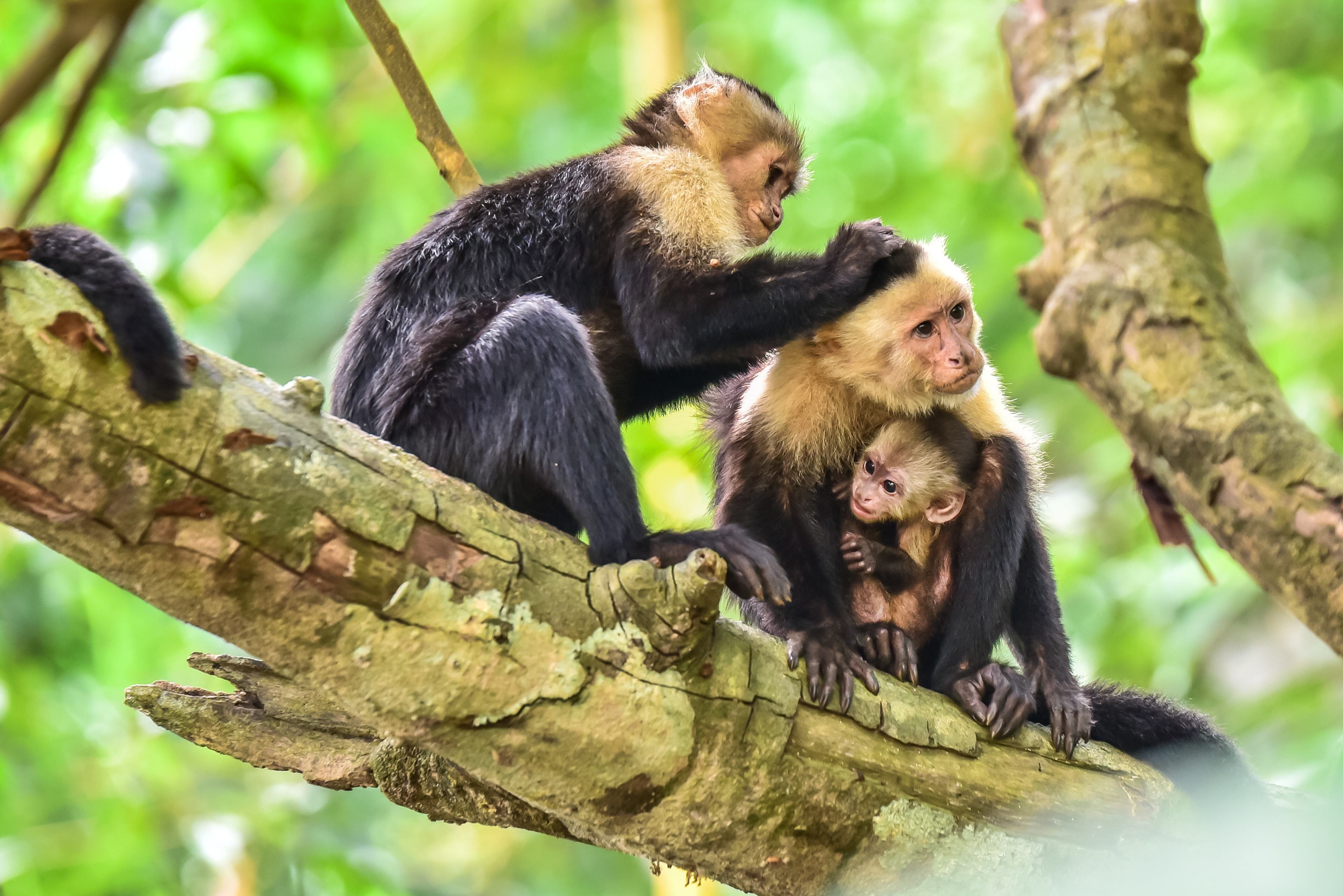 Capuchin aapjes in Corcovado National Park in Costa Rica