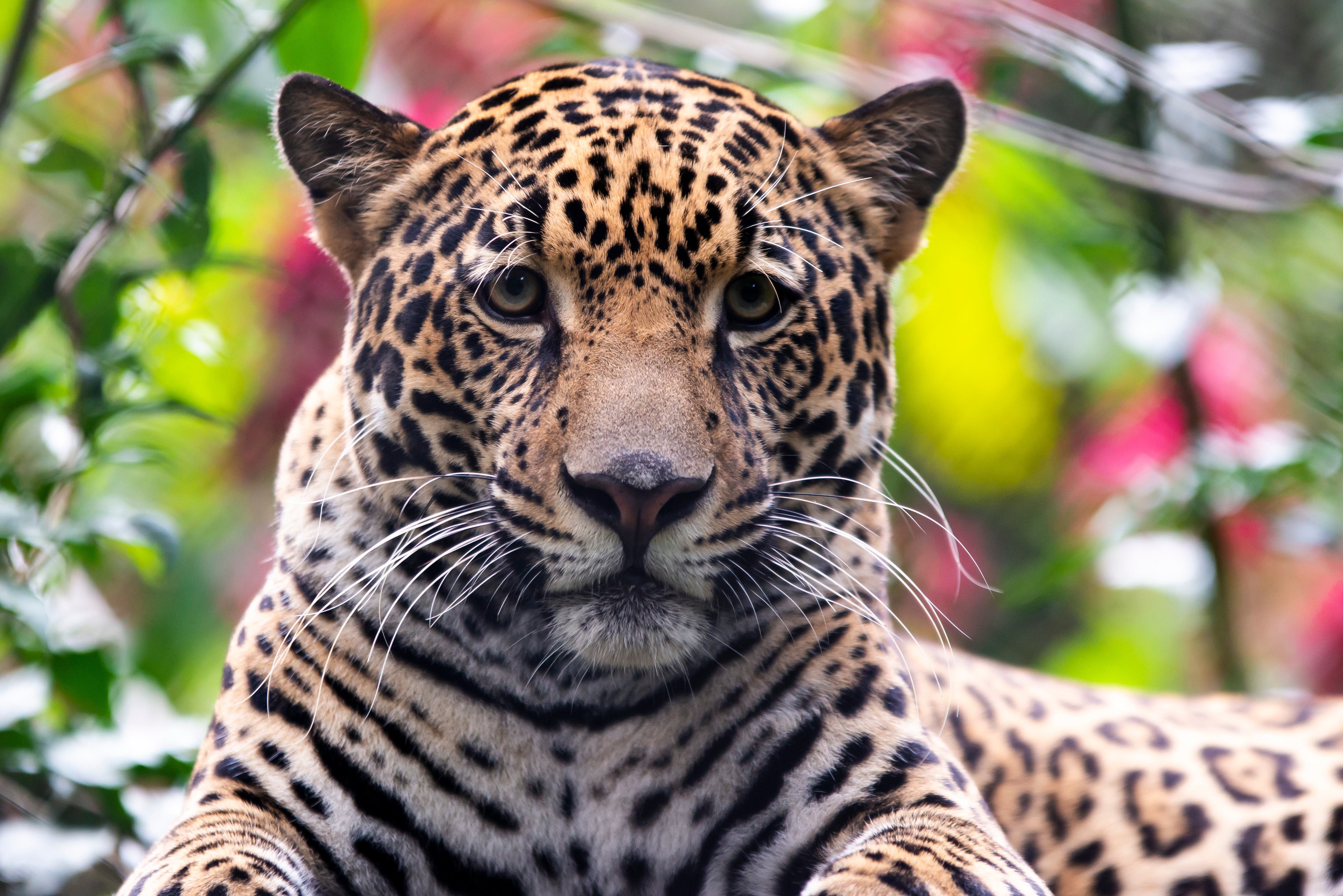 Jaguar in Corcovado National Park in Costa Rica