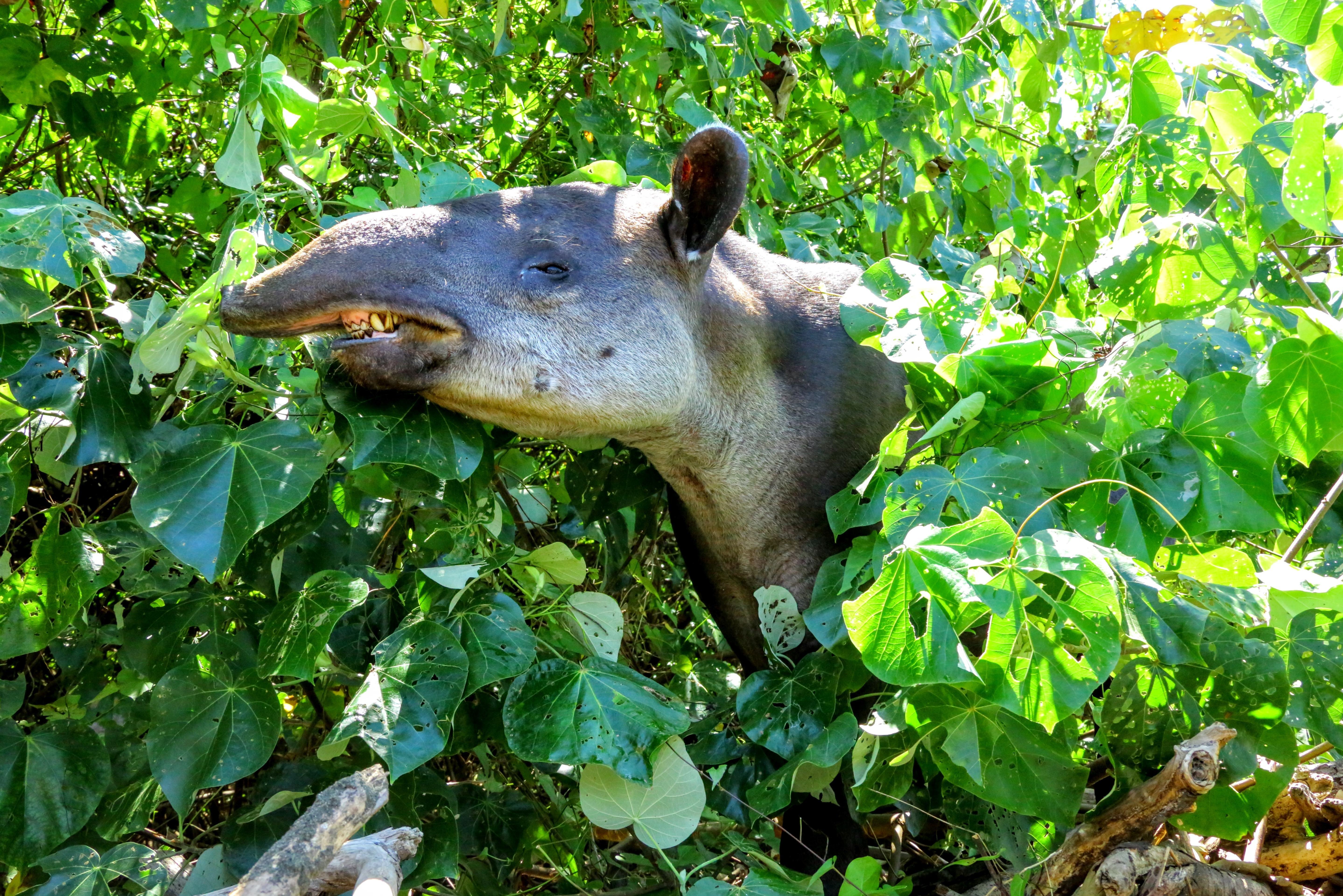Tapir in Corcovado National Park