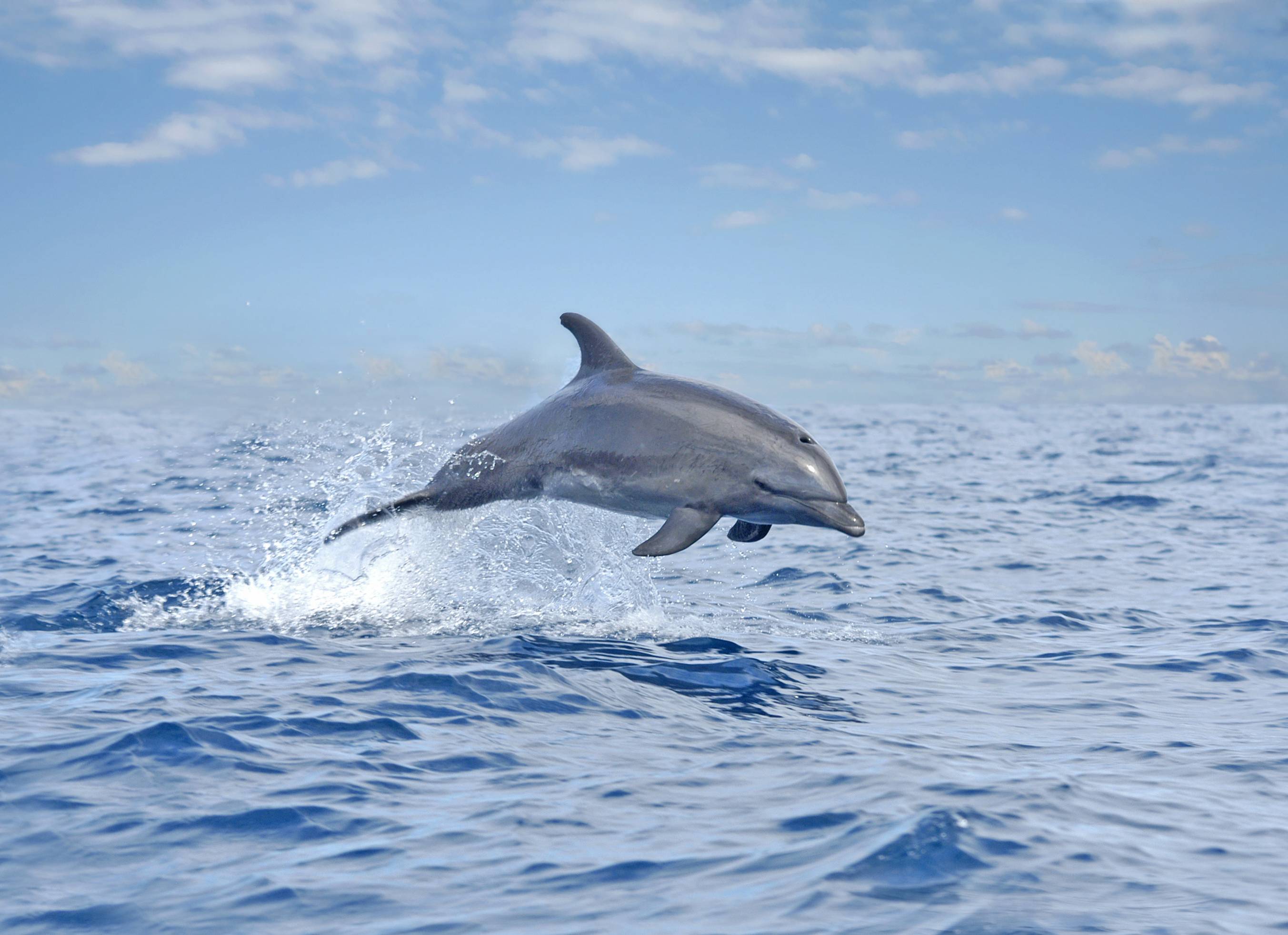 Dolfijn bij Corcovado in Costa Rica