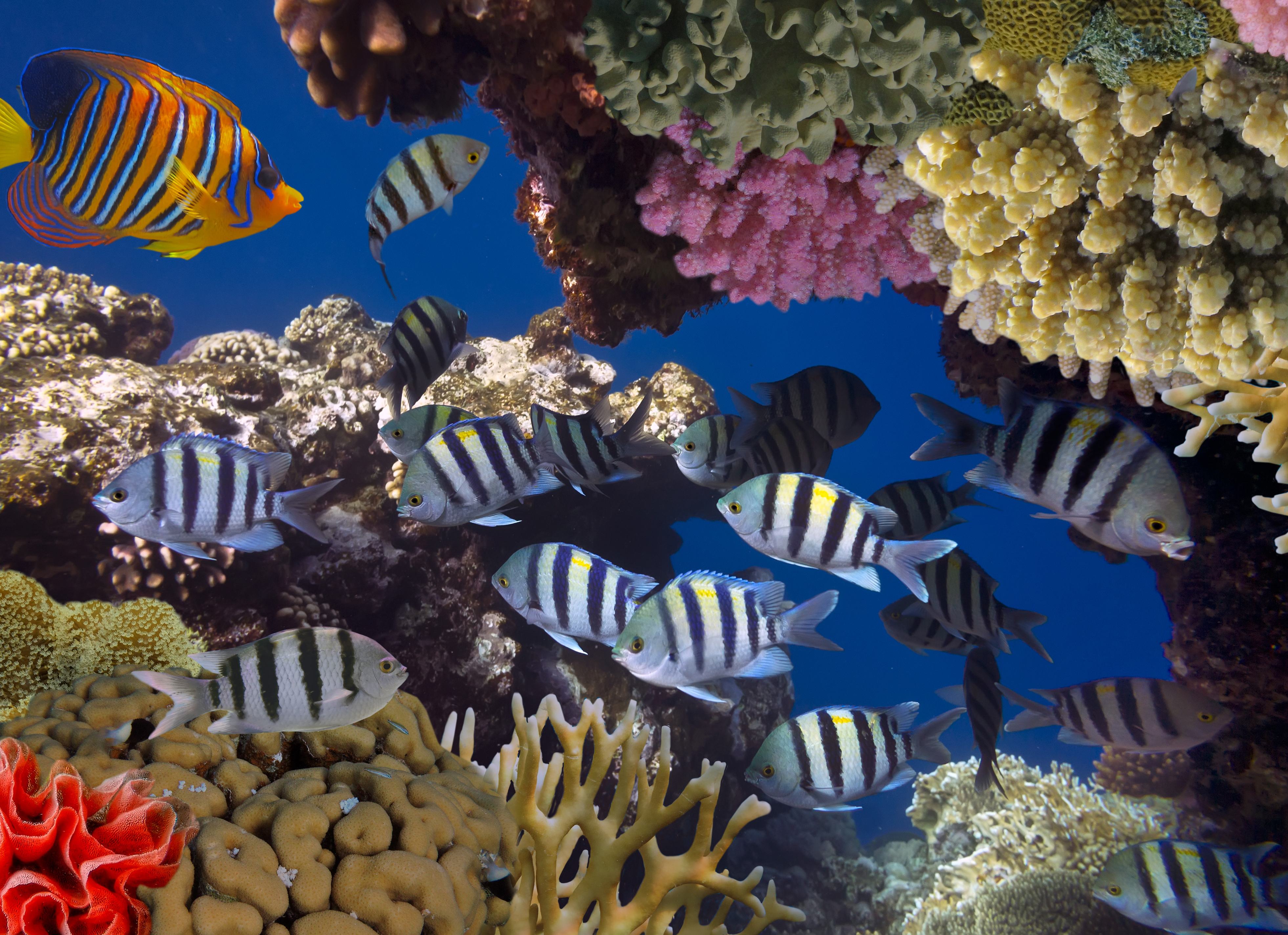 Snorkelen in Costa Rica