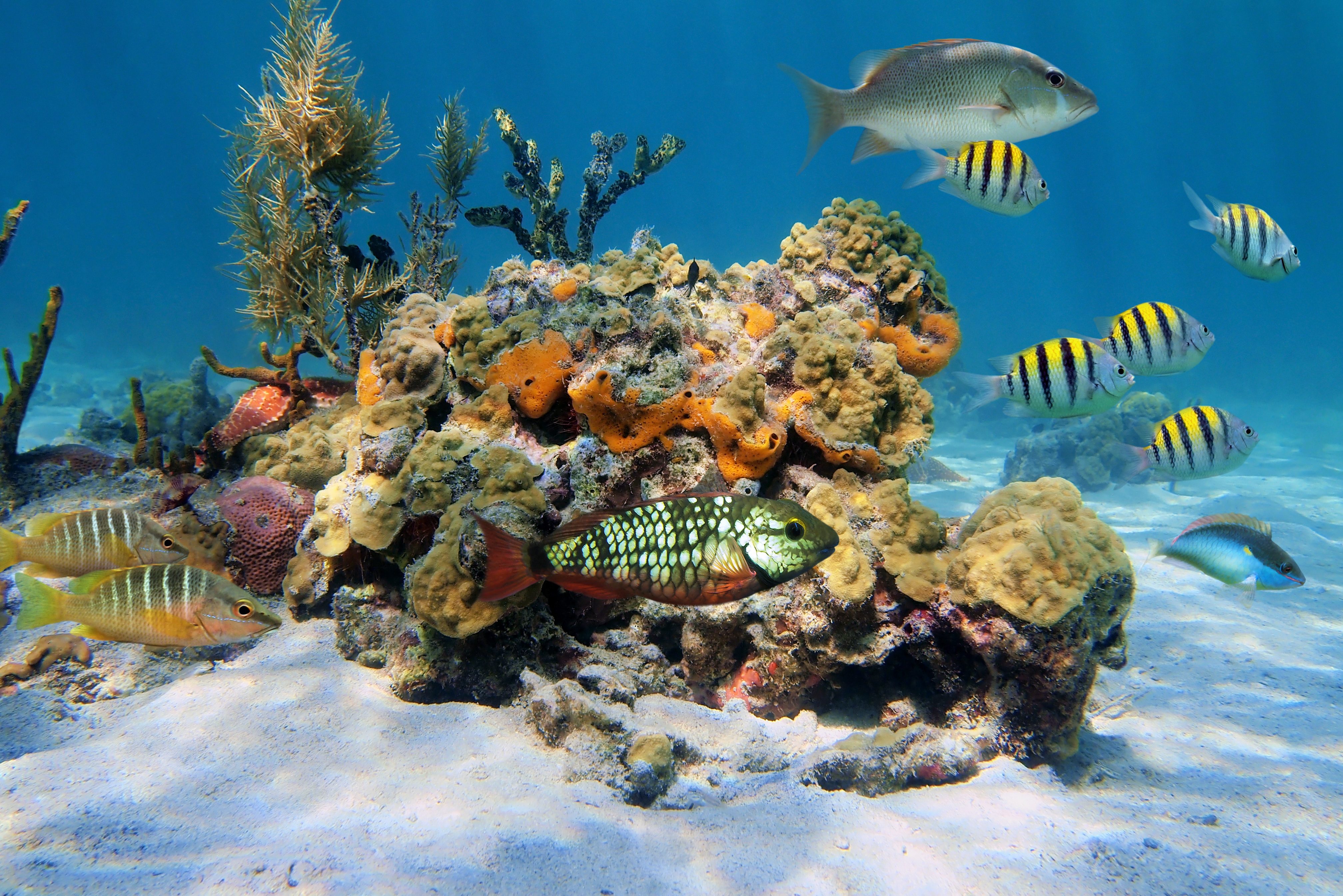 Snorkelen bij Bocas del Toro in Panama