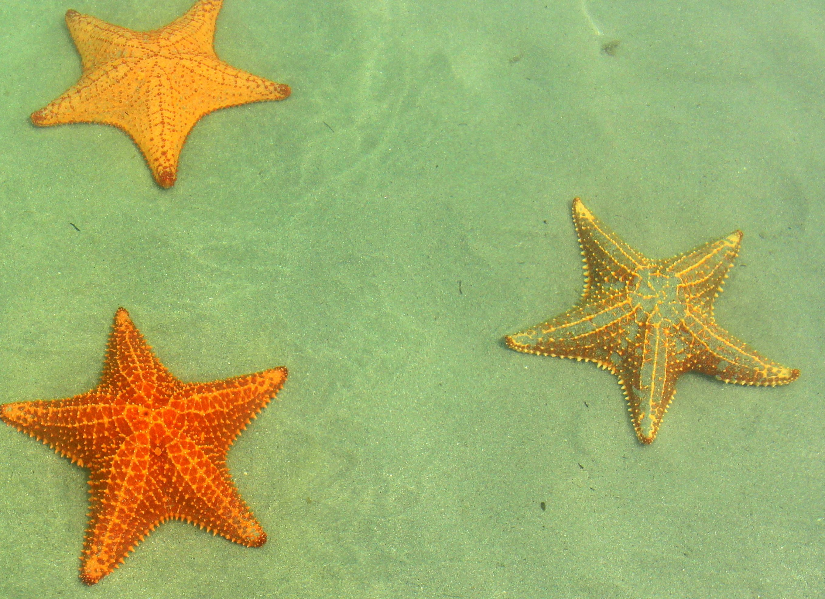 Playa Estrella Bocas del Toro