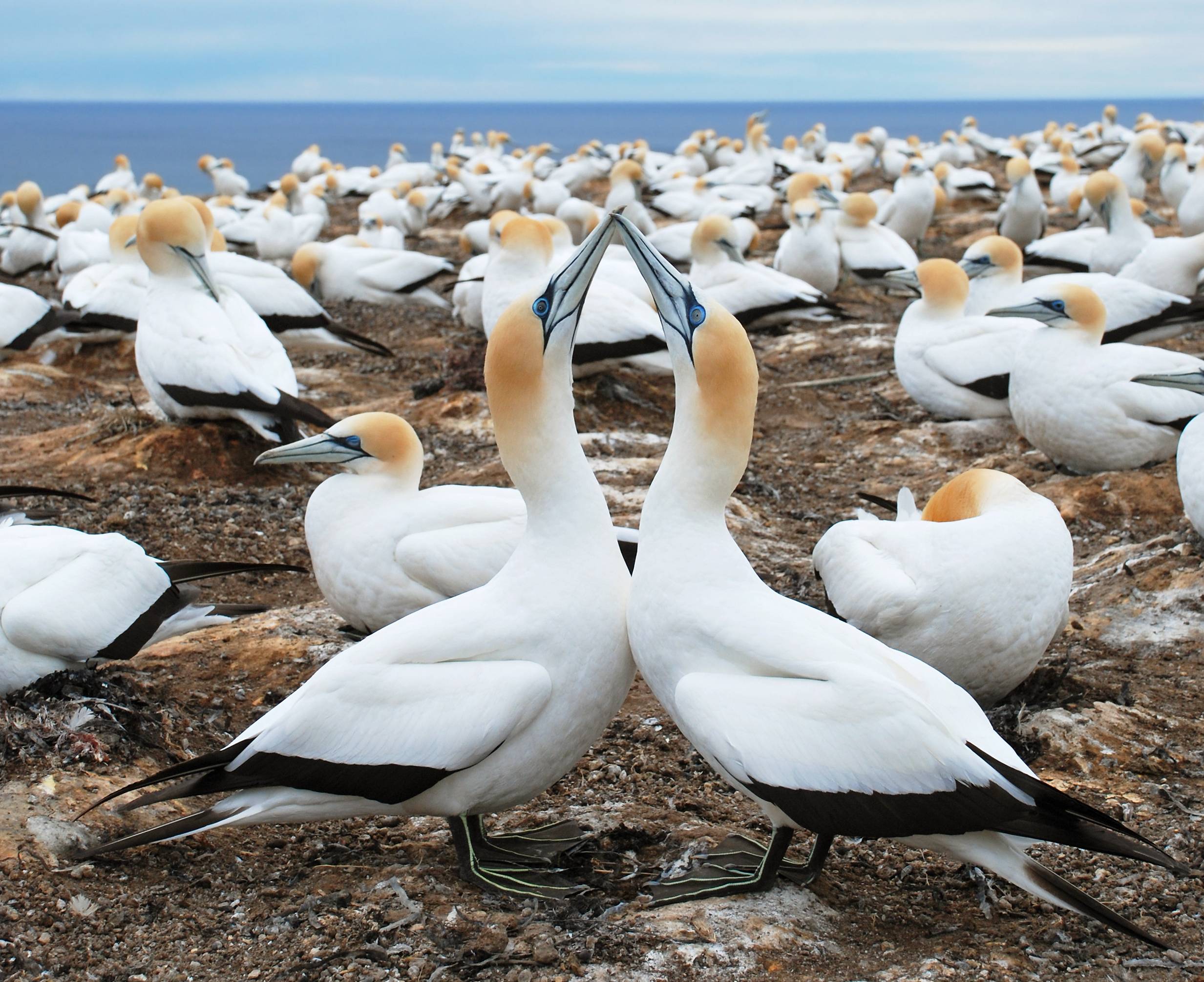 Cape Kidnappers in Hawkes Bay omgeving Napier