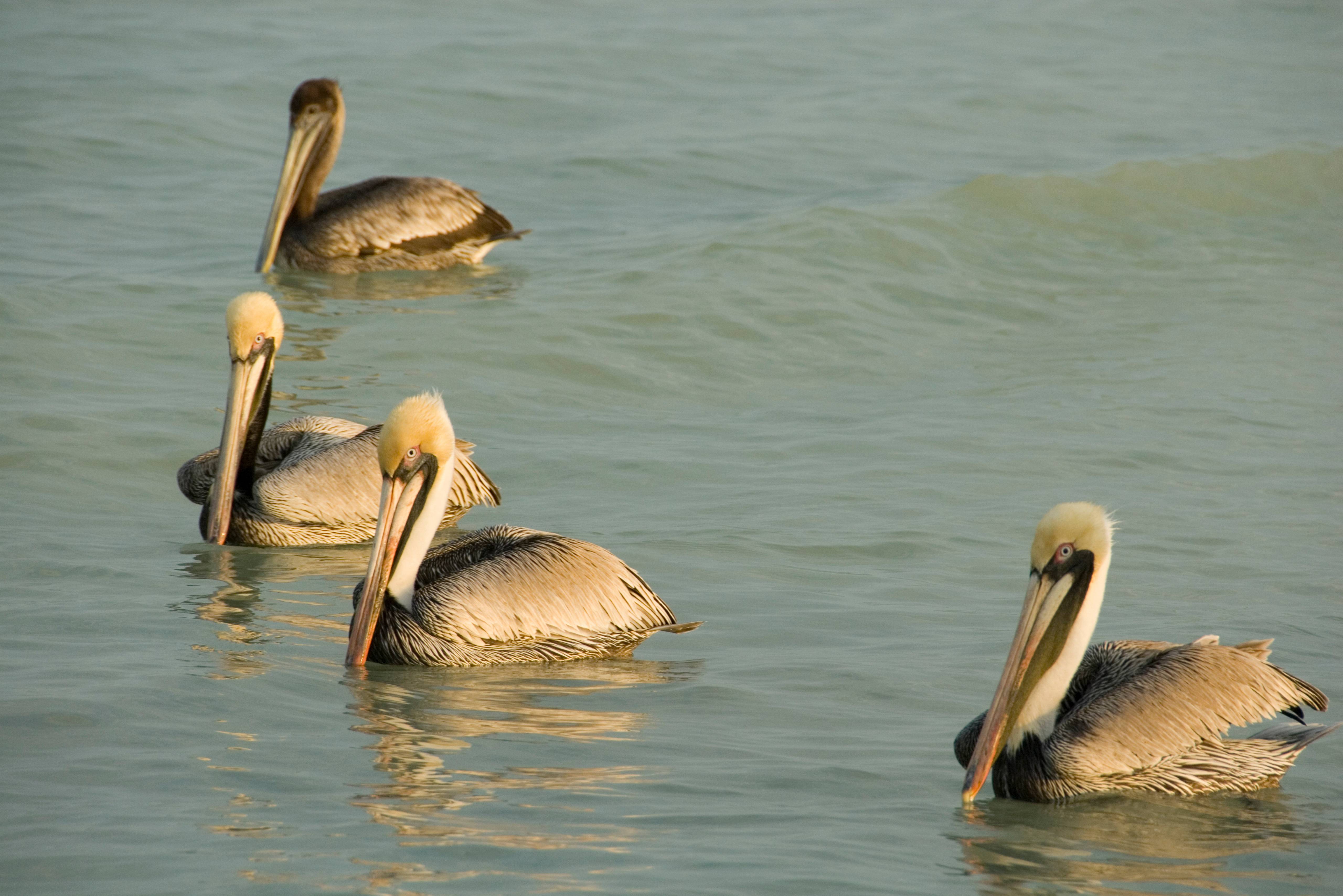 Celestun National Park pelikanen