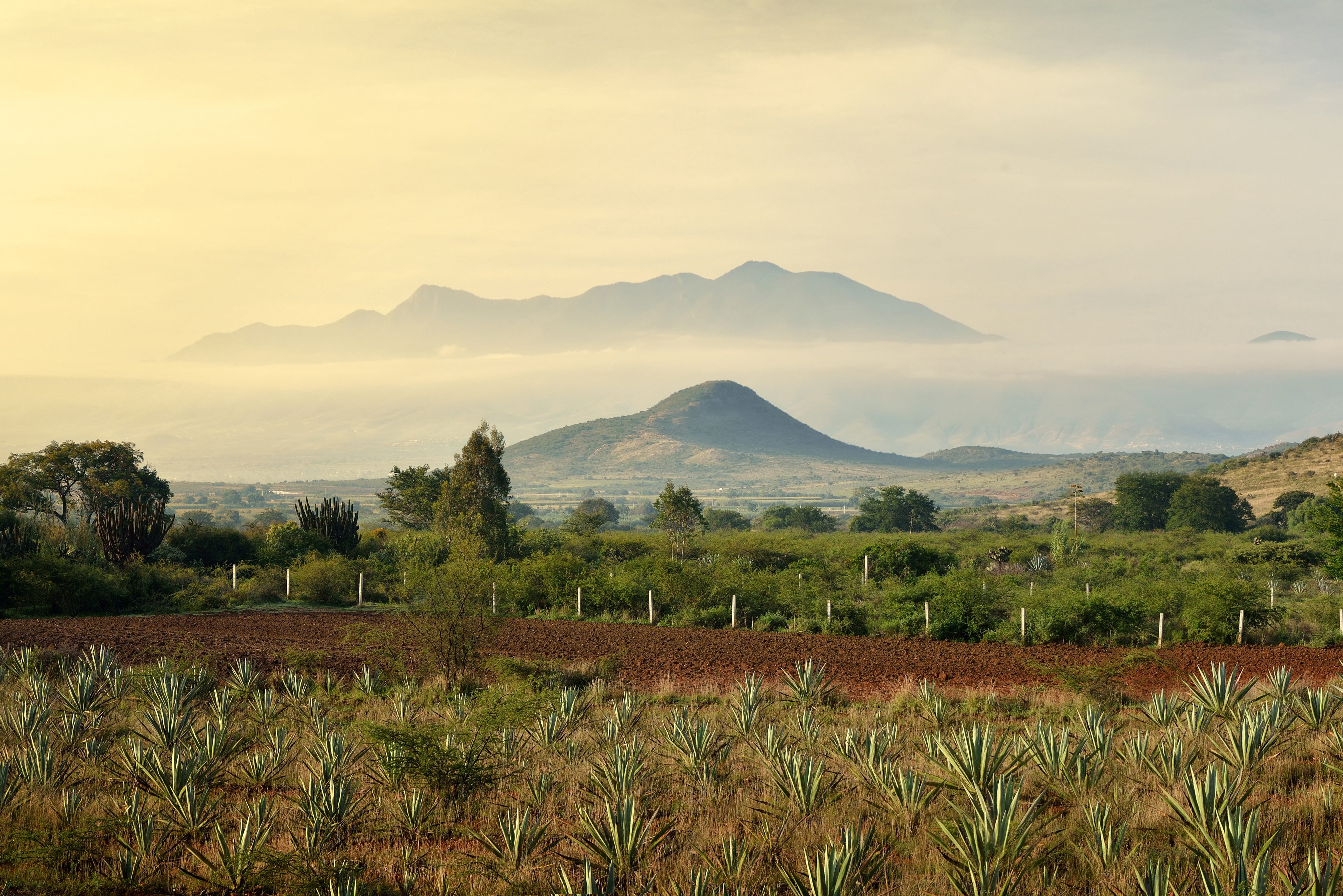 mexico-oaxaca-panorama-uitzicht-op-agave-plantages-en-bergen
