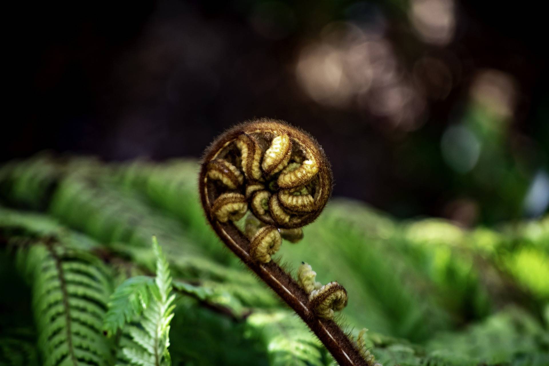 Stewart Island natuur