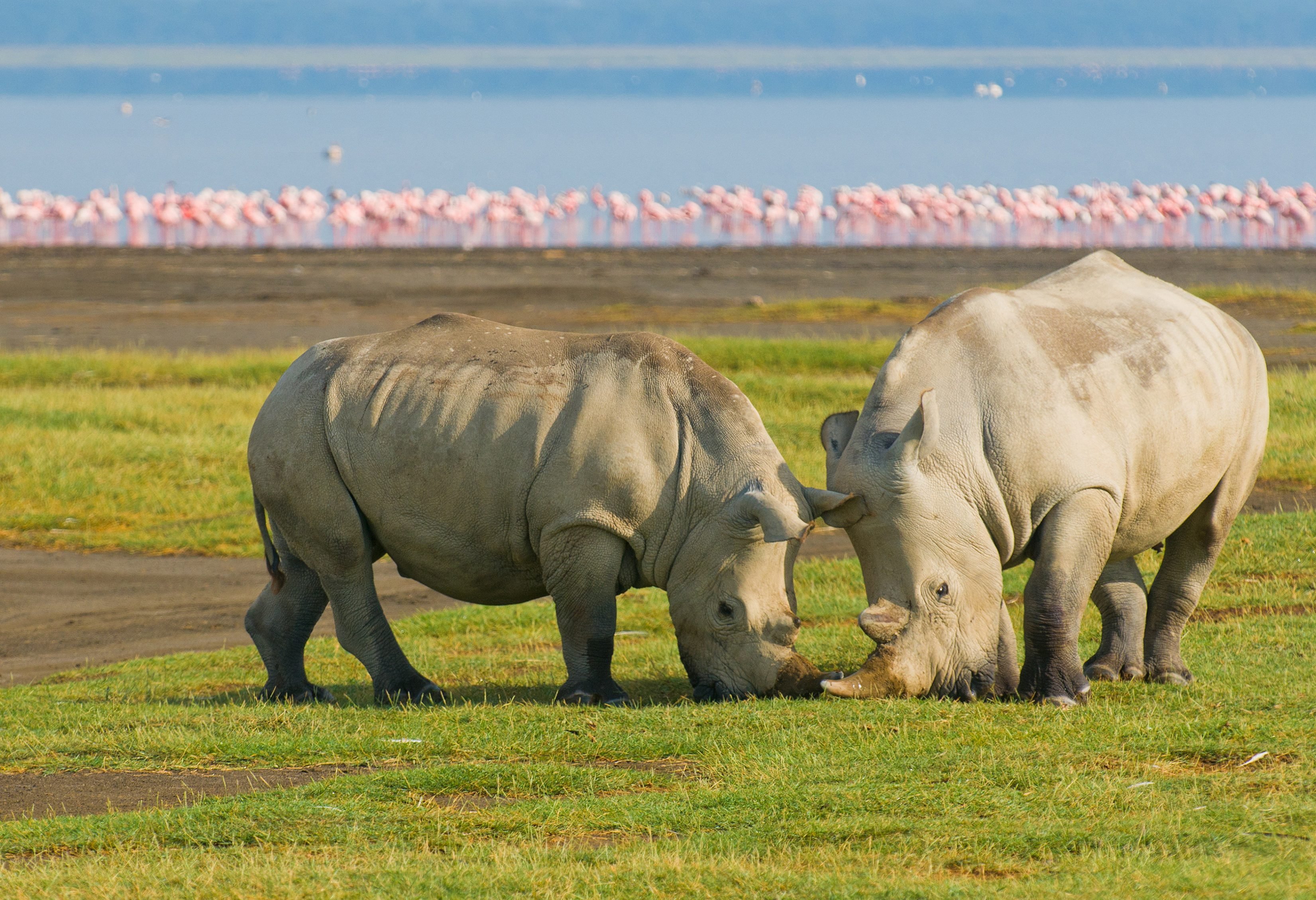 Neushoorns in het Lake Nakuru National Park in Kenia