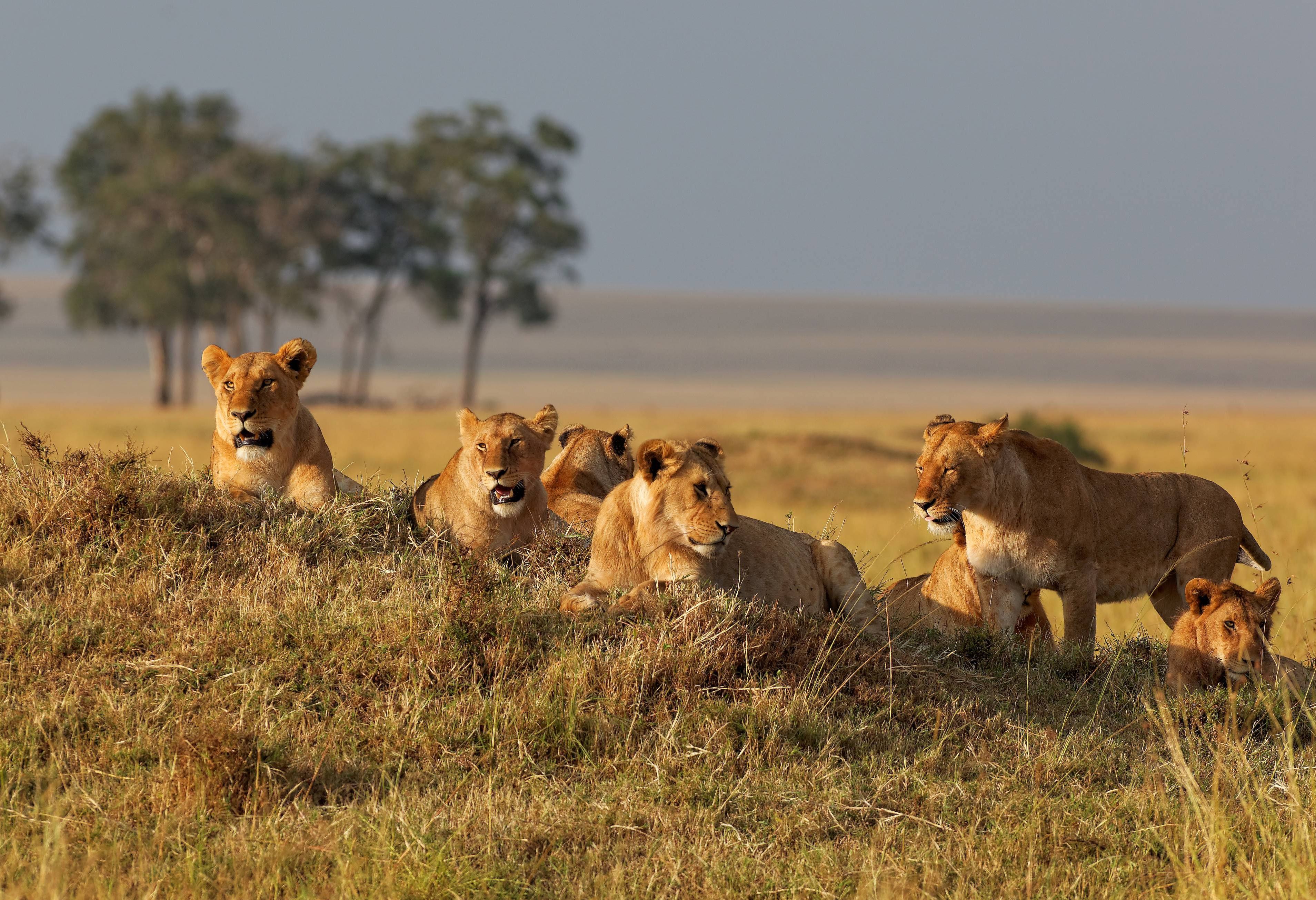 Leeuwen op de savanne in de Masai Mara in Kenia
