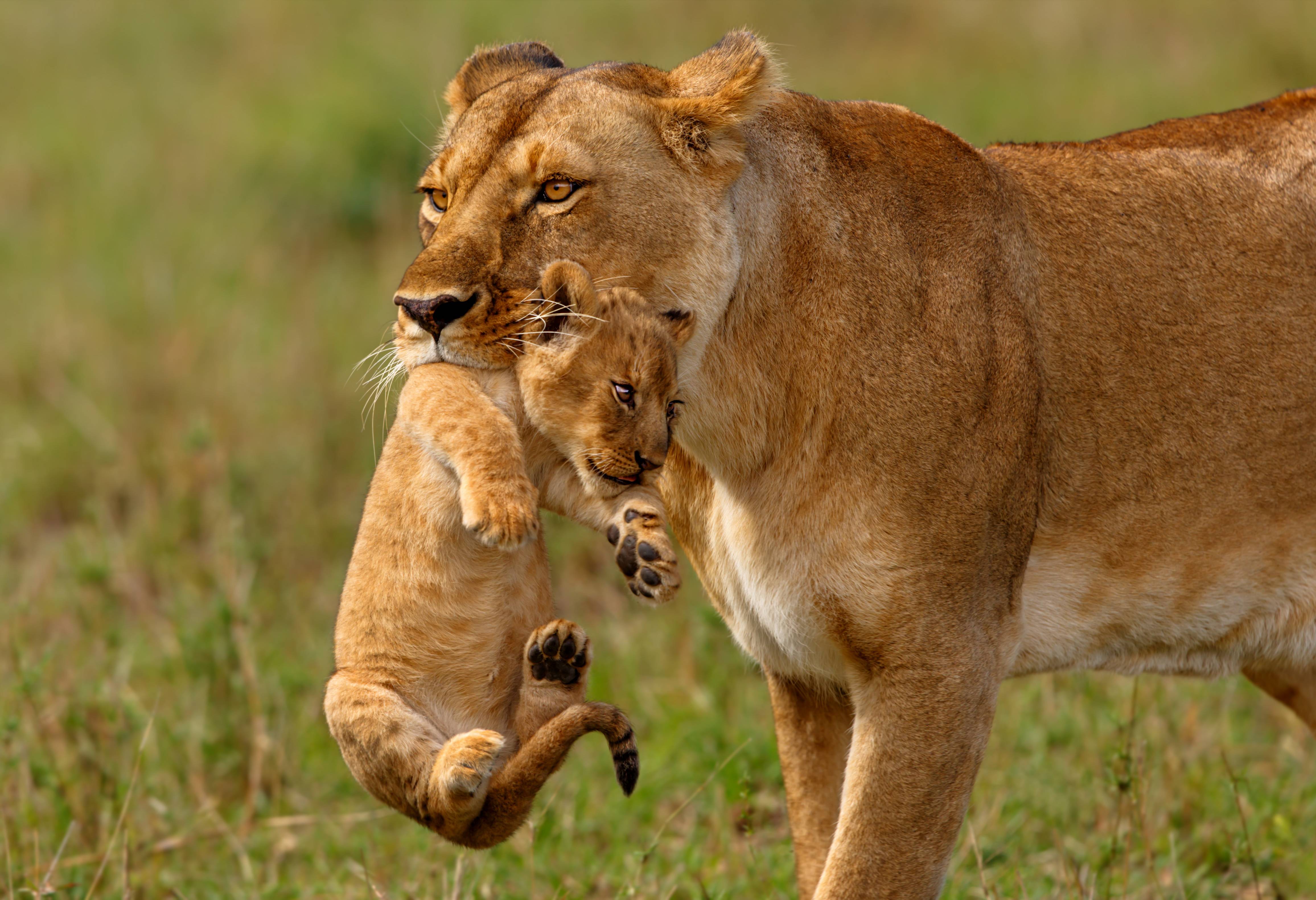 Leeuwin met welpje in de Masai Mara in Kenia
