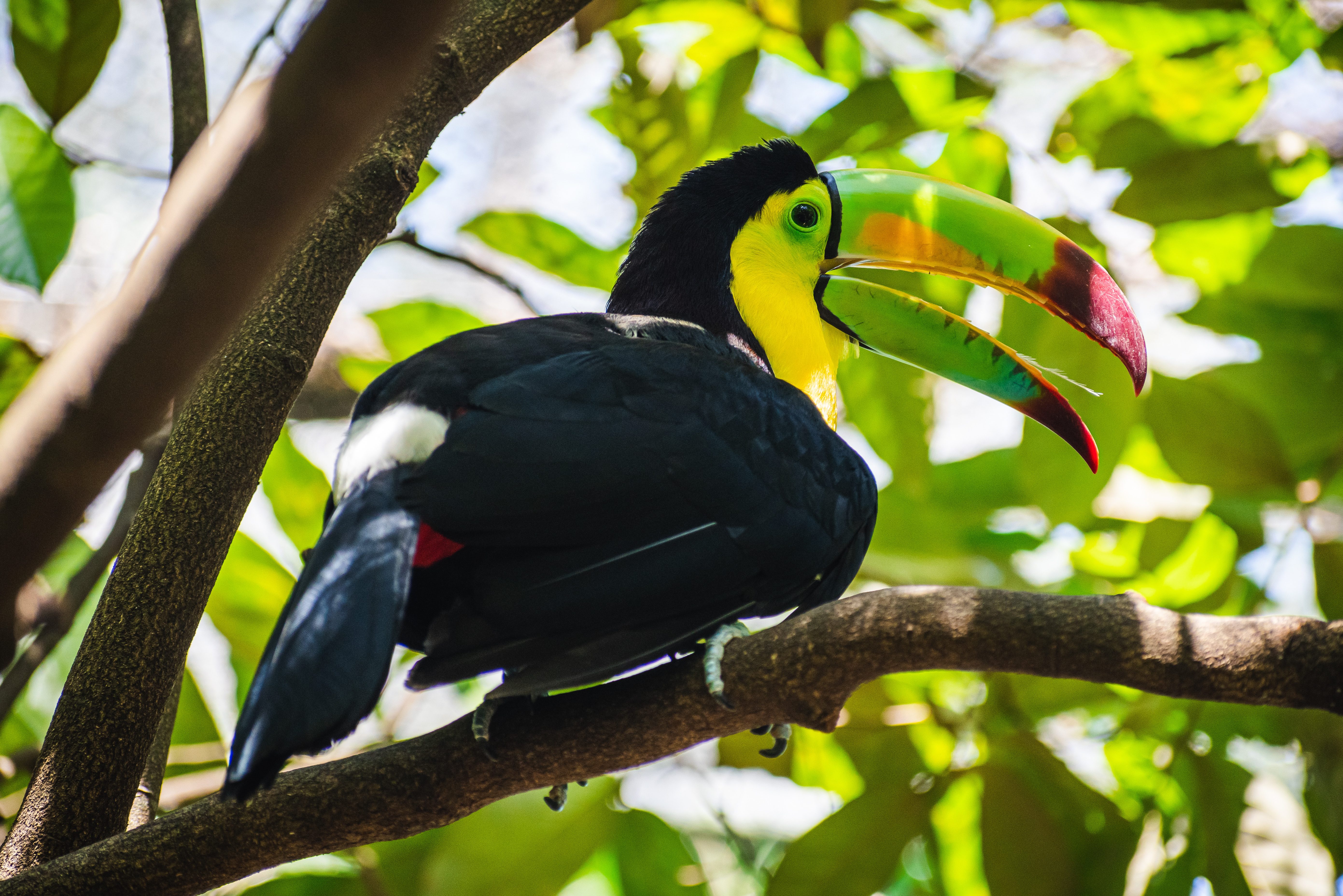mexico-chiapas-palenque-jungle-rondom-de-heilige-maya-ruines