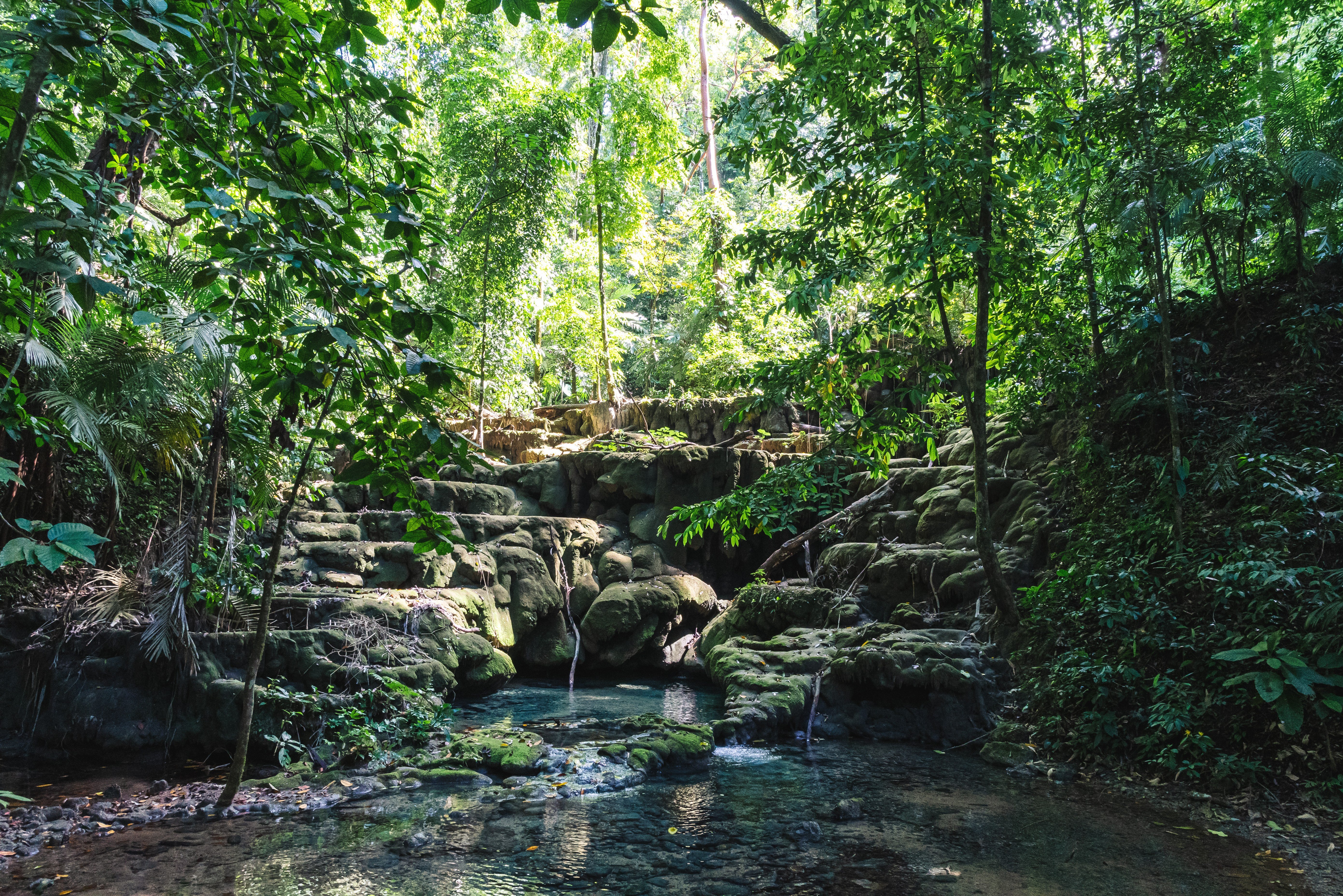 mexico-chiapas-palenque-jungle-rondom-de-heilige-maya-ruines