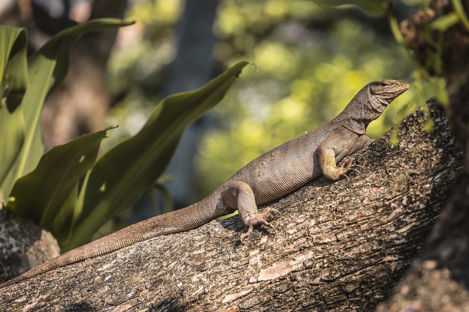 Hagedis in het Khao Phra Taew National Park op Phuket in Thailand