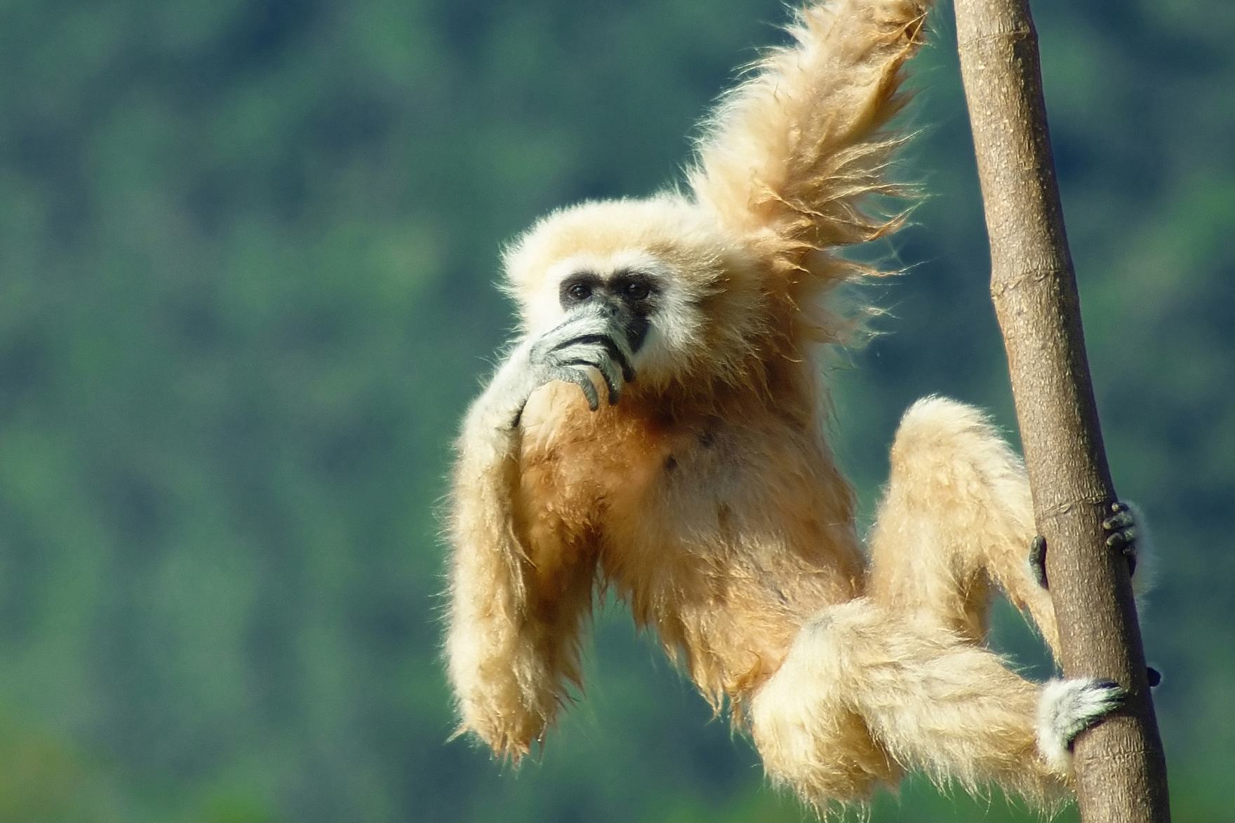 Gibbon aapje in de jungle in Thailand