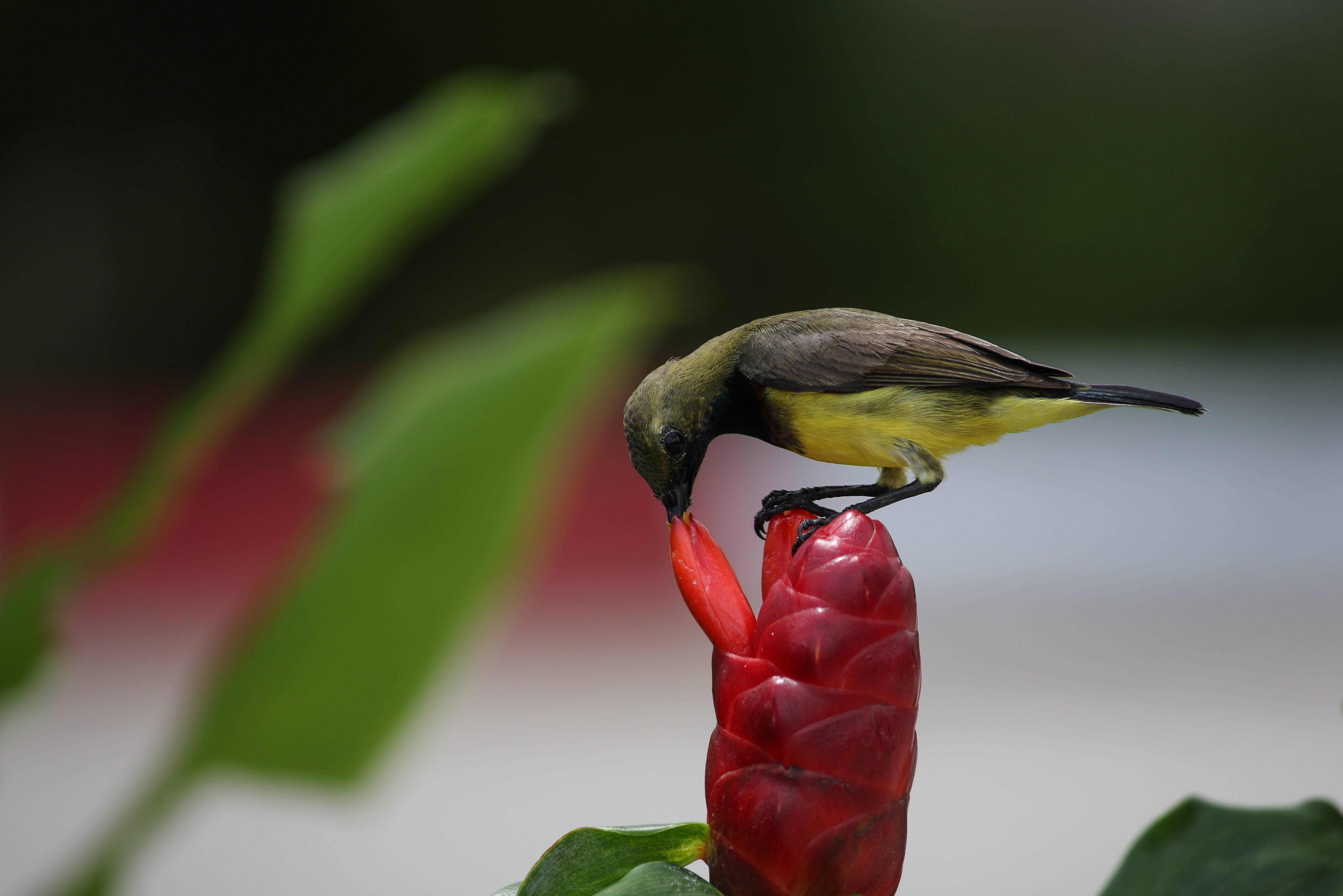 Vogelte op bloem op Phuket in Thailand