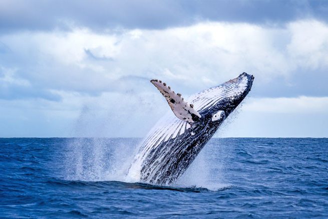 canada-vancouver-island-victoria-orca-spirit-adventures-excursie-zodiac-overdekte-boot-bultrug