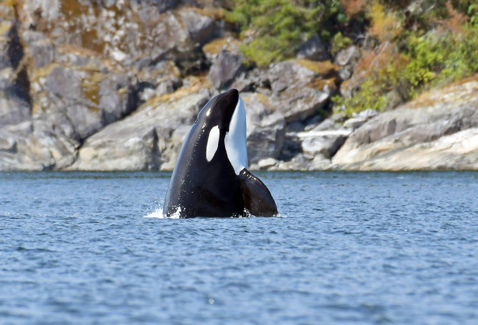 canada-vancouver-island-campbell-river-big-animal-encounters-excursie-orka